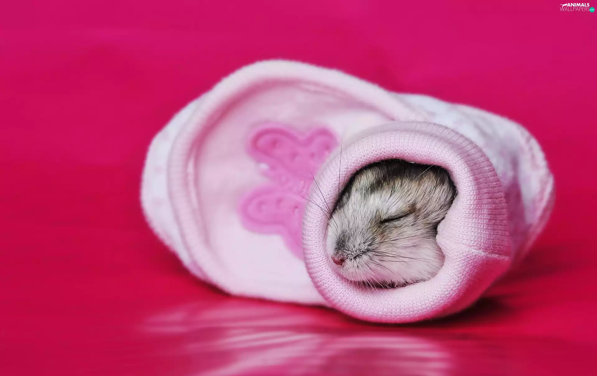 Pink Background, hamster, Sock