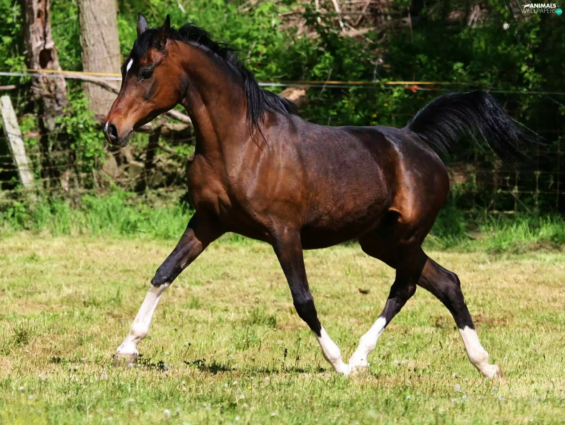 Arab, Horse, White, socks, gear, breed
