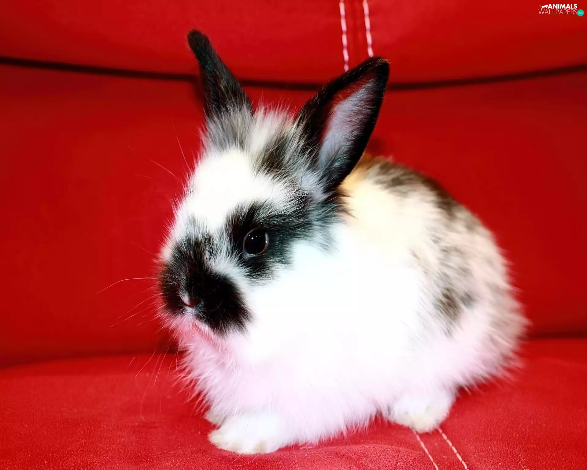Bunny, red hot, Sofa