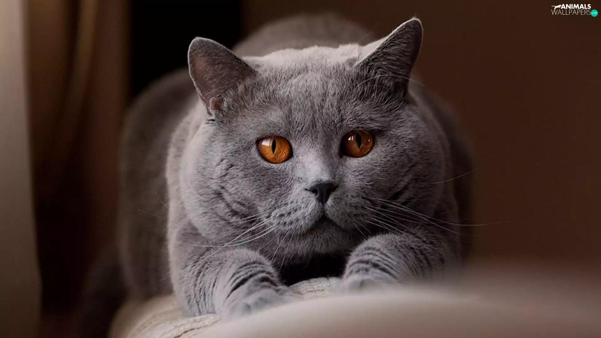 cat, Orange, Eyes, Sofa