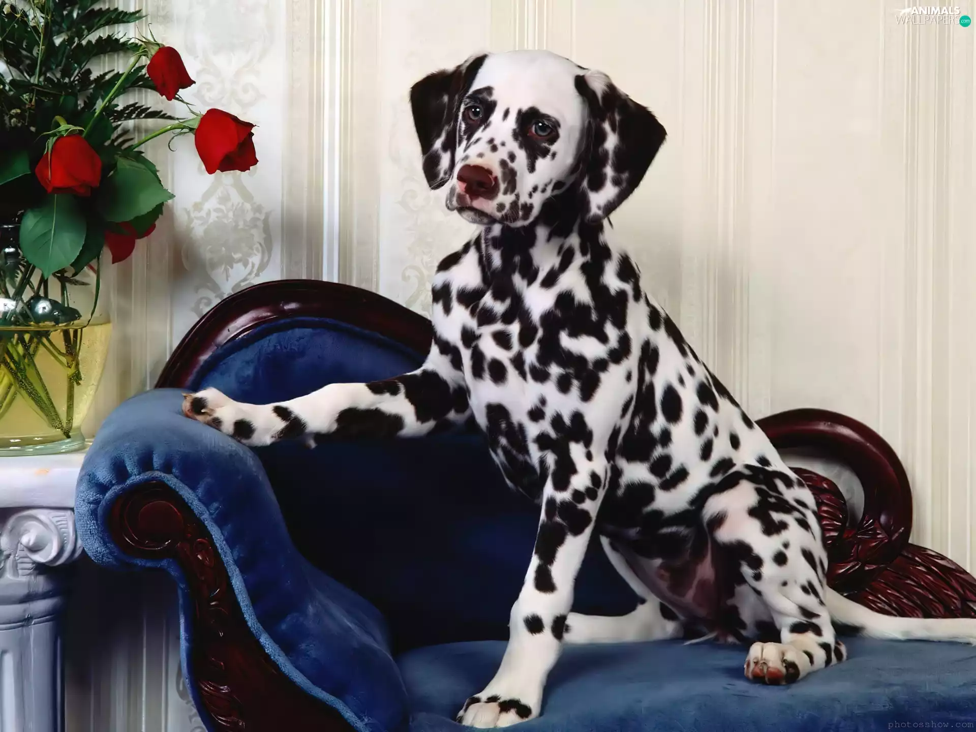 Dalmatian, roses, Vase, sofa