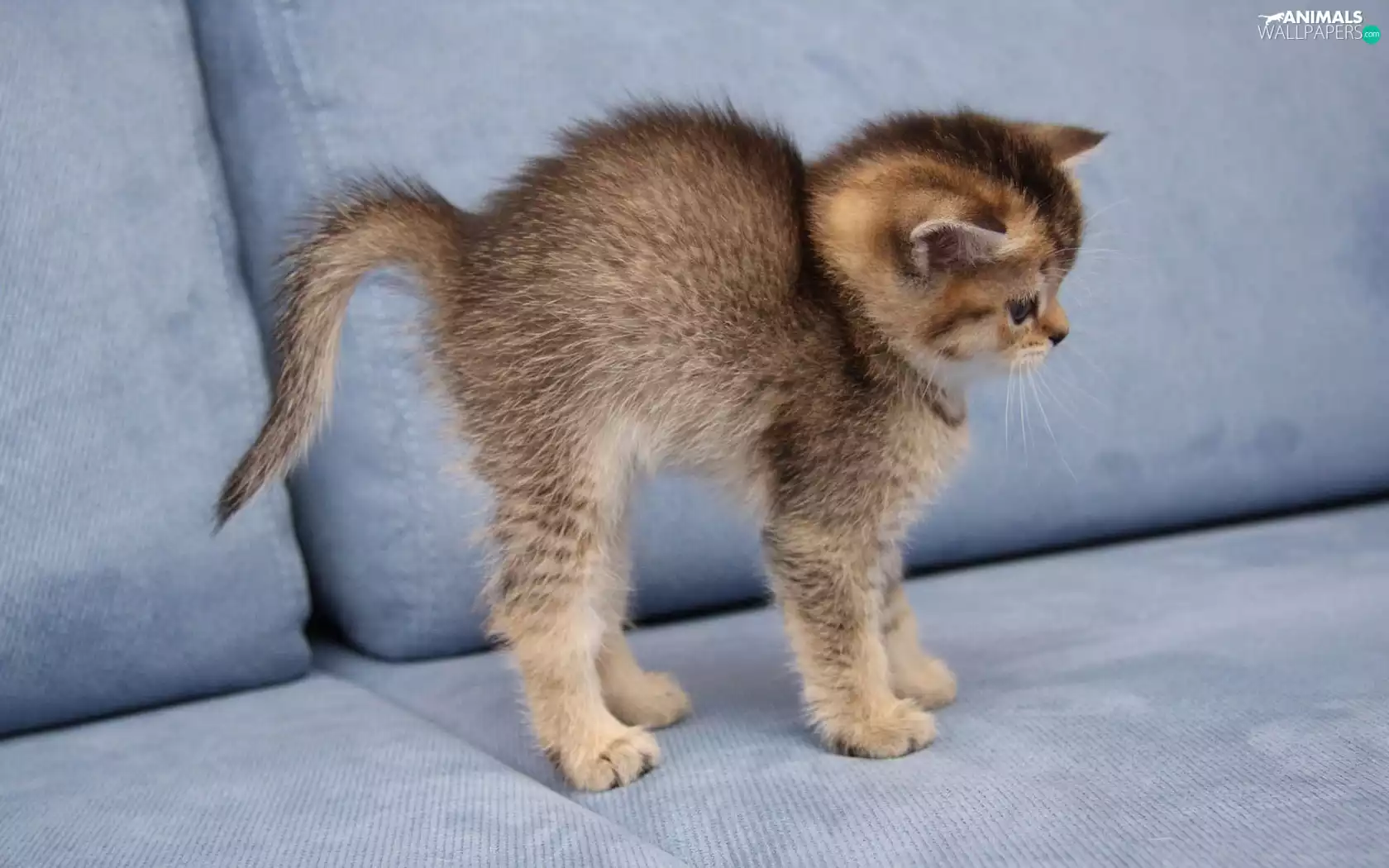 kitten, Sofa, small, frightened, honeyed