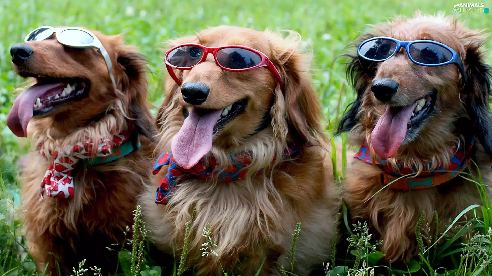 bespectacled, solar, Dogs, ##, Three