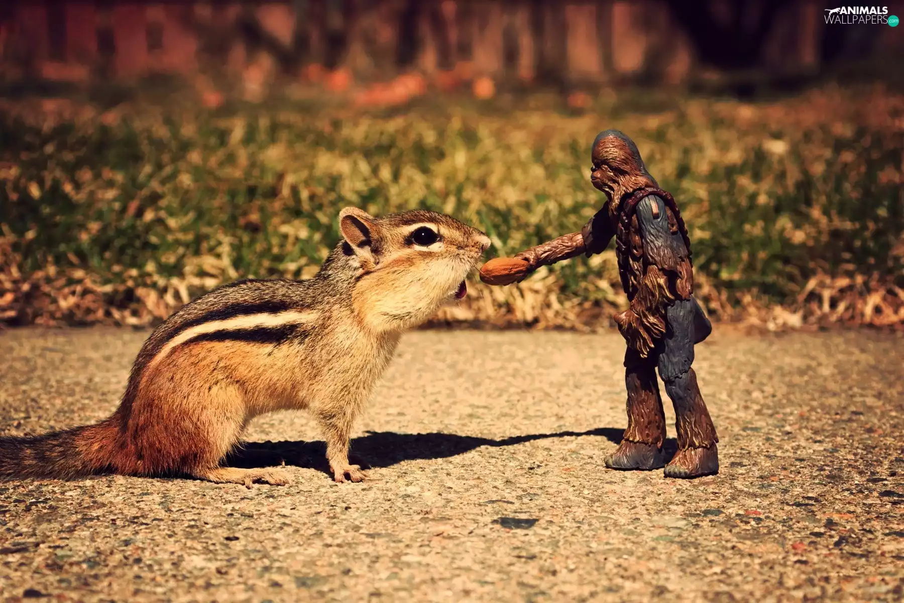 peach, Siberian Chipmunk, soldier