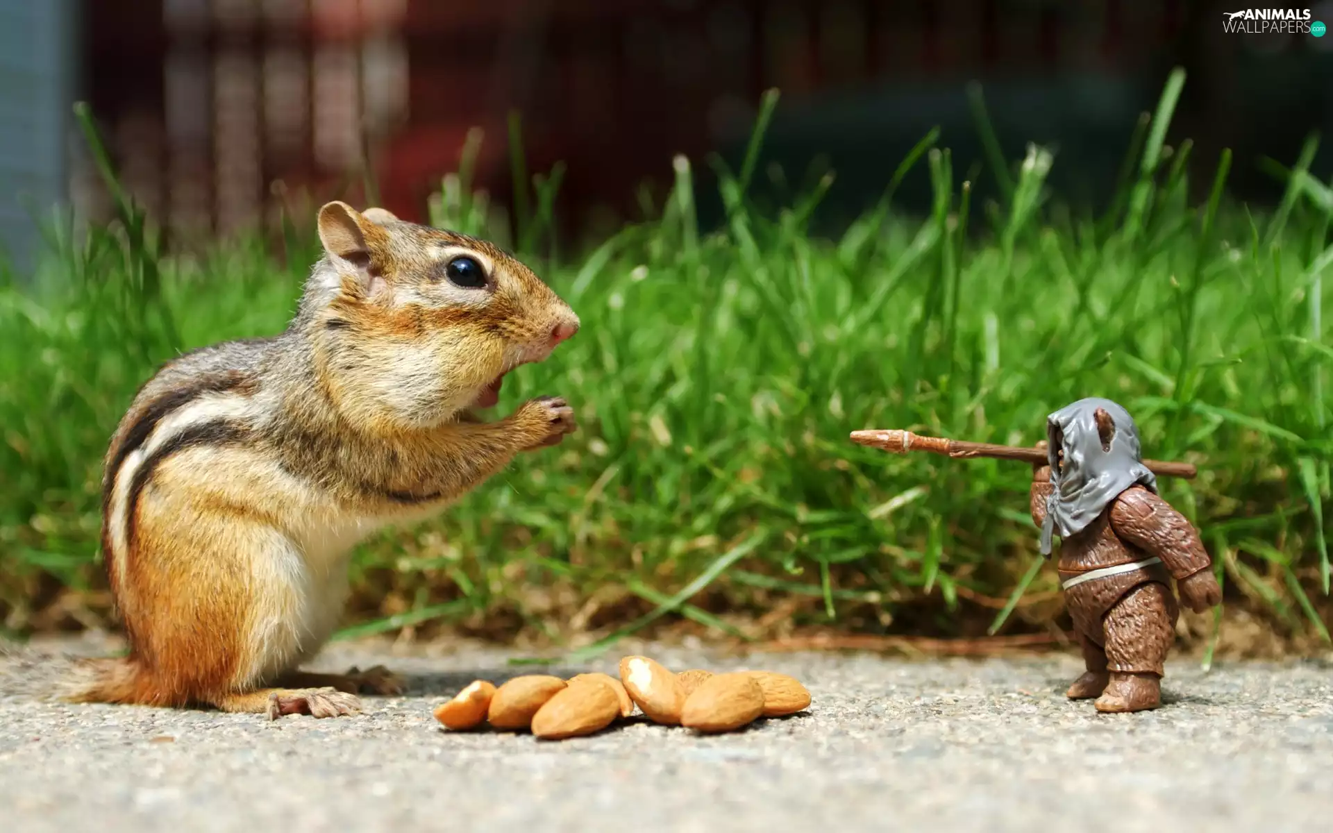 almonds, soldier, squirrel, Spadefoot, Chipmunk