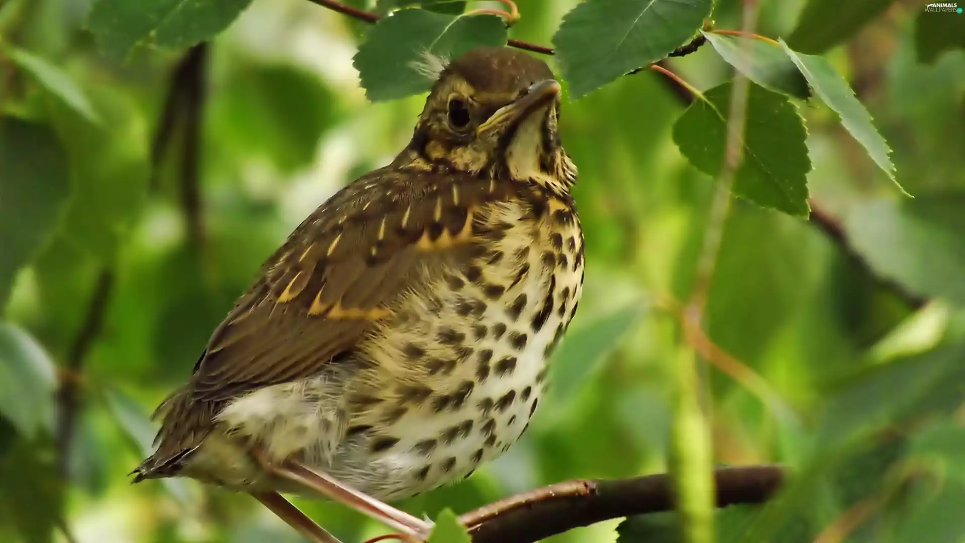Song, Air-taxiing, Leaf, branch pics, green ones, Mockingbird