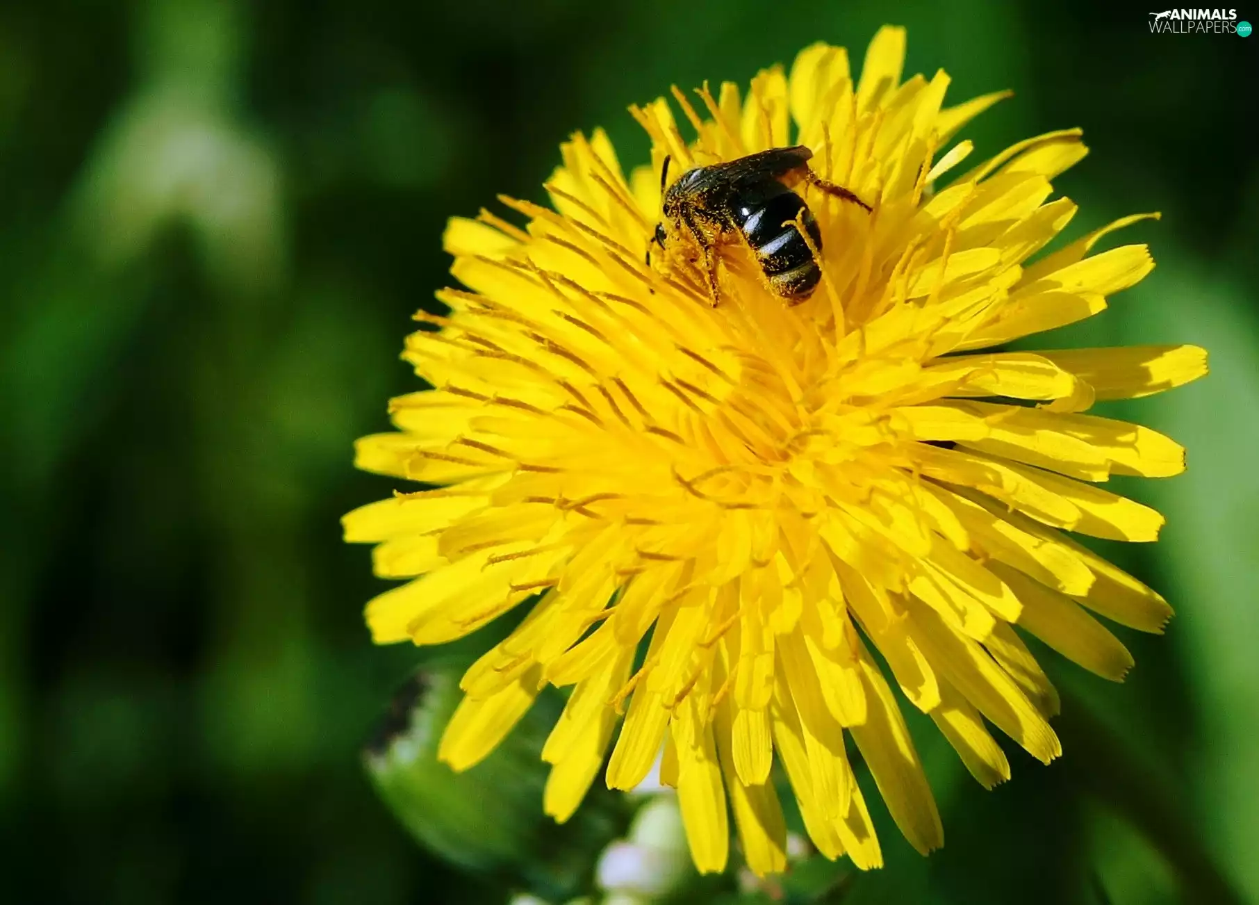 sow-thistle, bee
