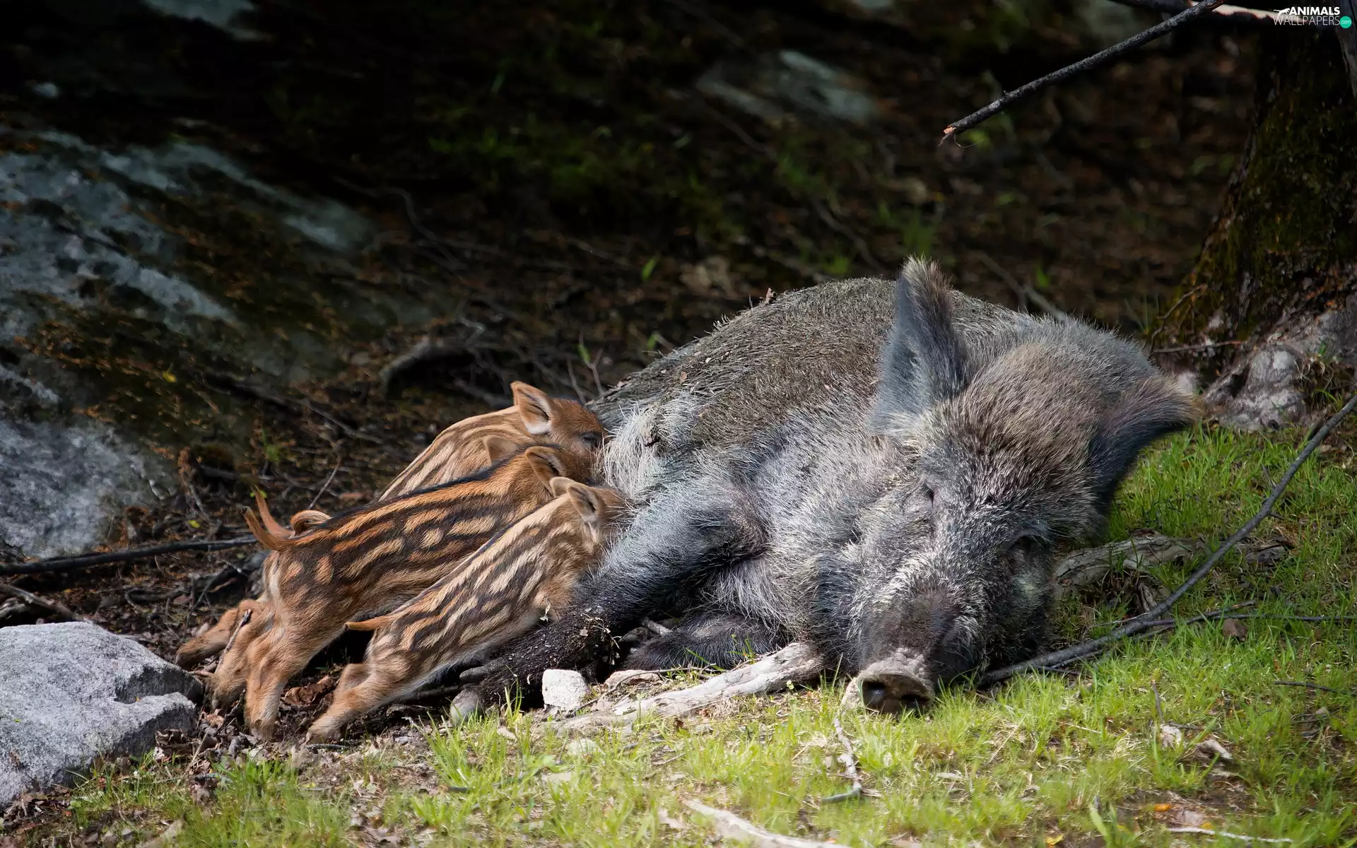 little doggies, Boar, sow