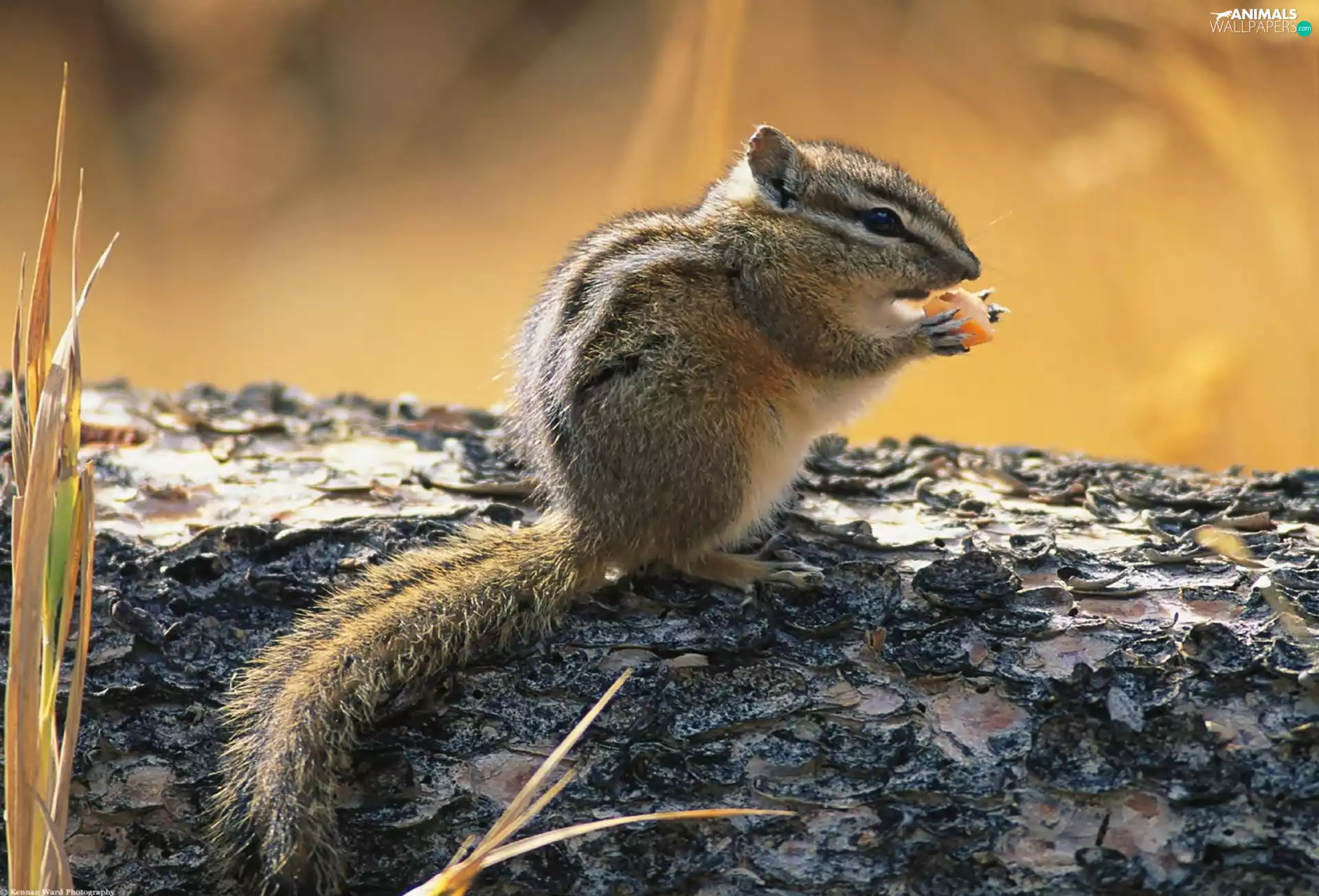 Spadefoot, Chipmunk, squirrel