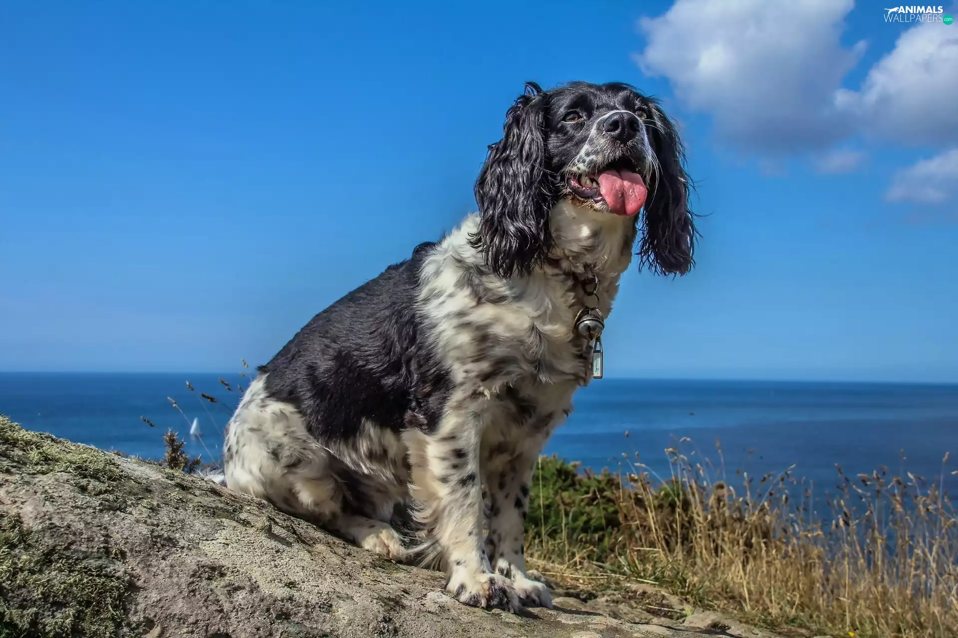 Coast, English Springer Spaniel
