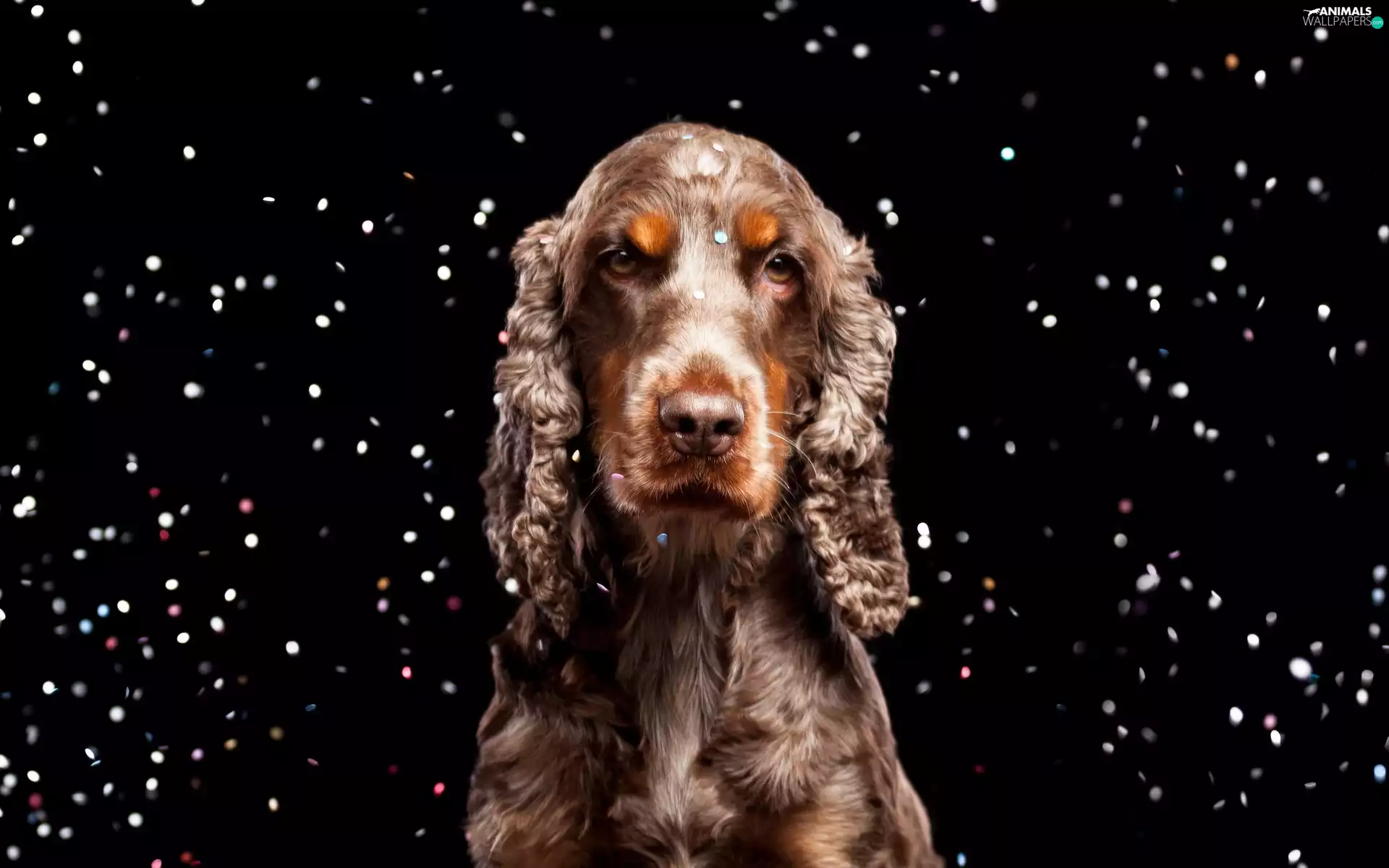 Spaniel, Bronze, Cocker