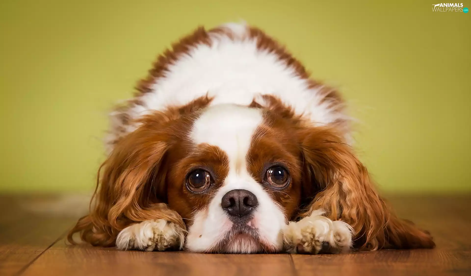 dog, King Charles Spaniel