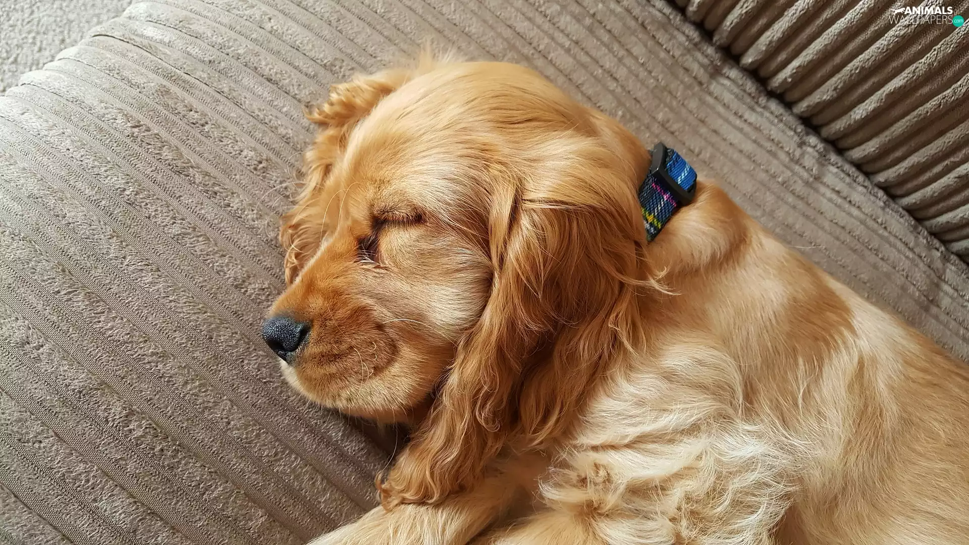 sleepy, English Cocker Spaniel, Puppy, dog