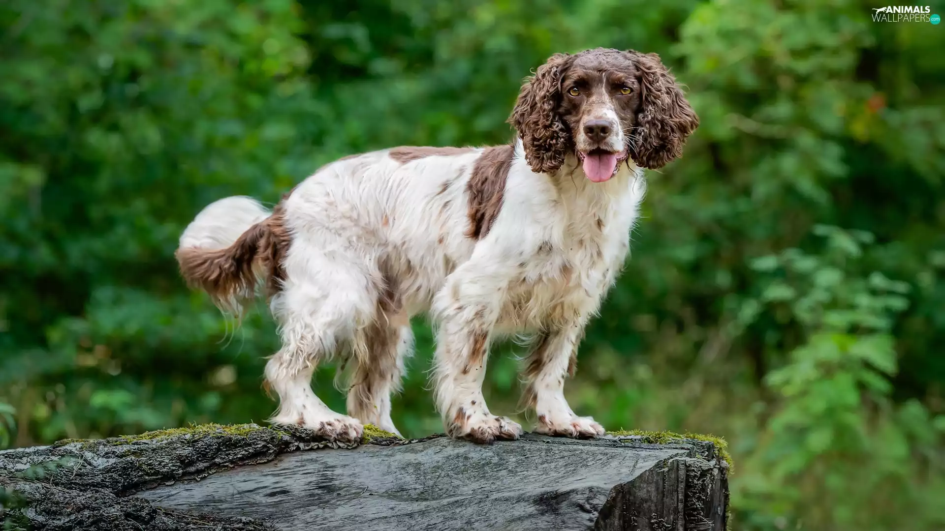dog, English Springer Spaniel