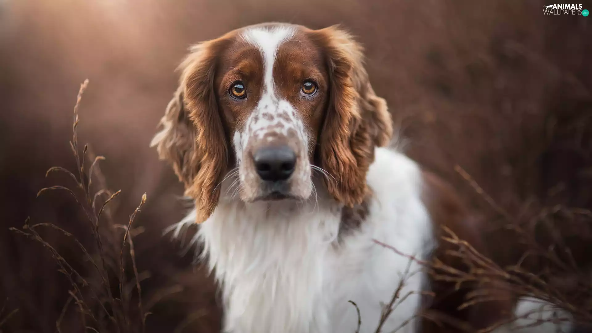 dog, Welsh Springer Spaniel
