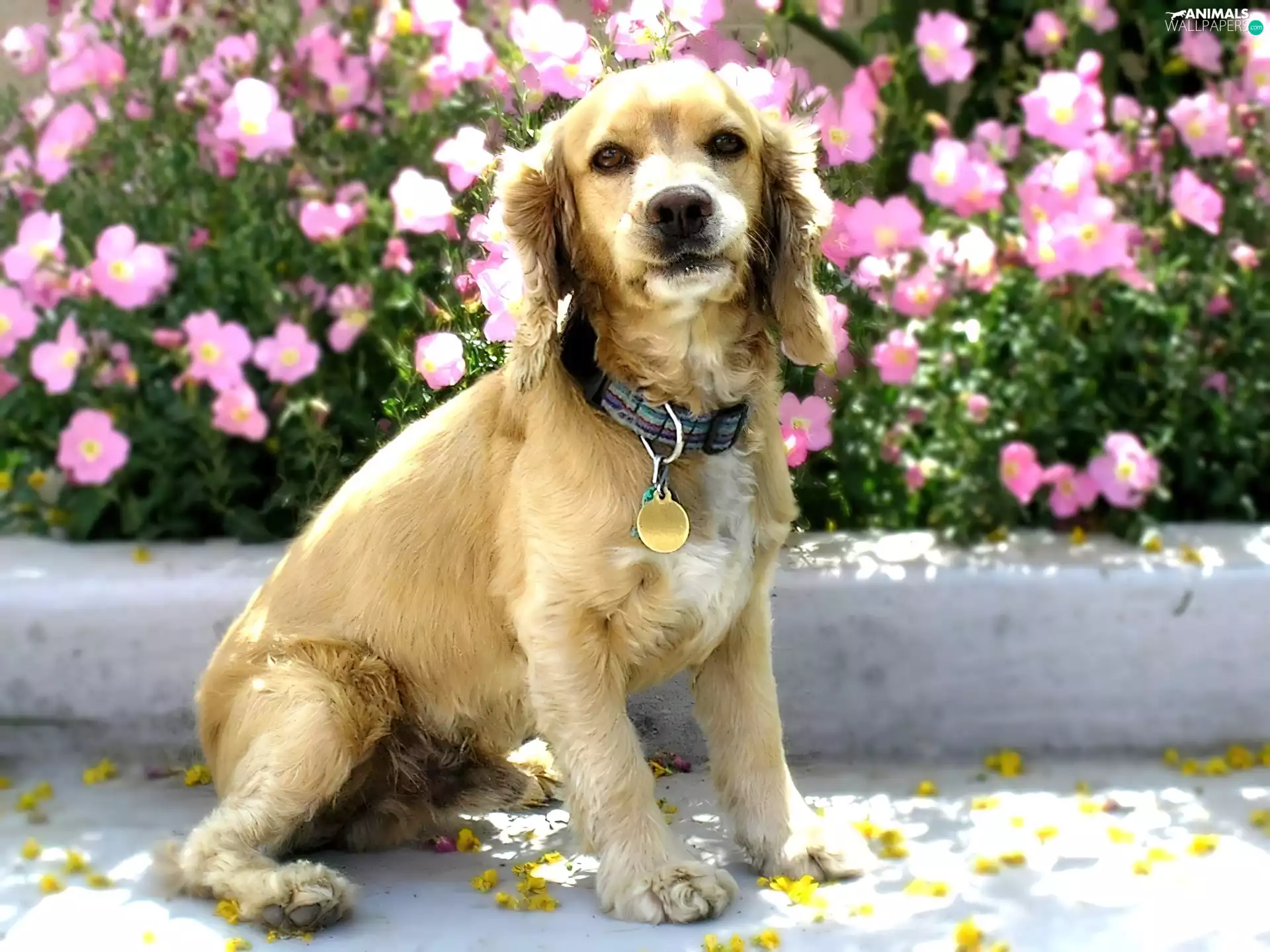 Flowers, Puppy, Cocker Spaniel