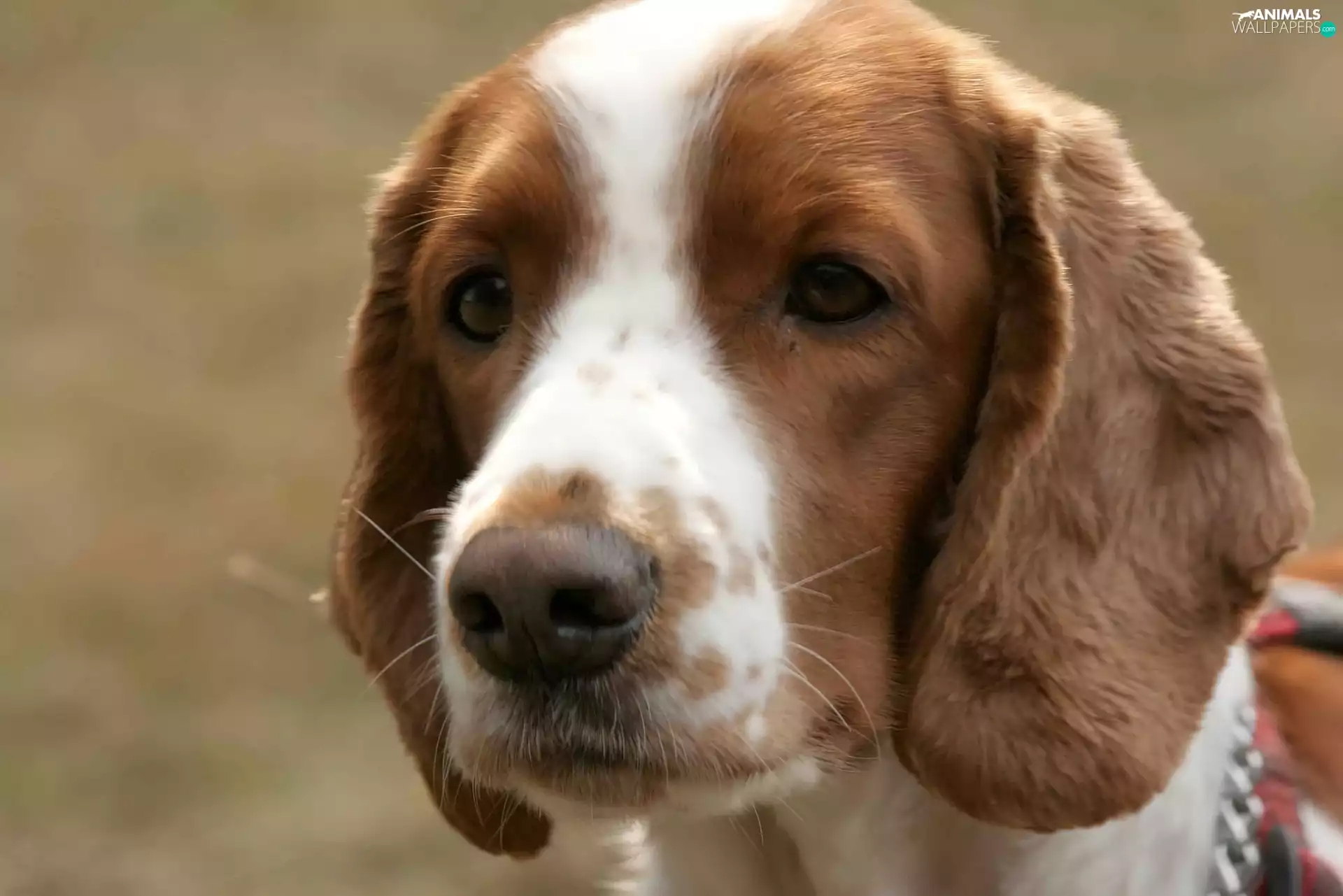 Head, Welsh Springer Spaniel