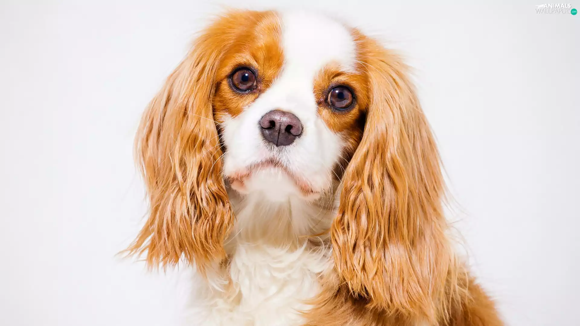 Cavalier King Charles spaniel, Puppy, portrait