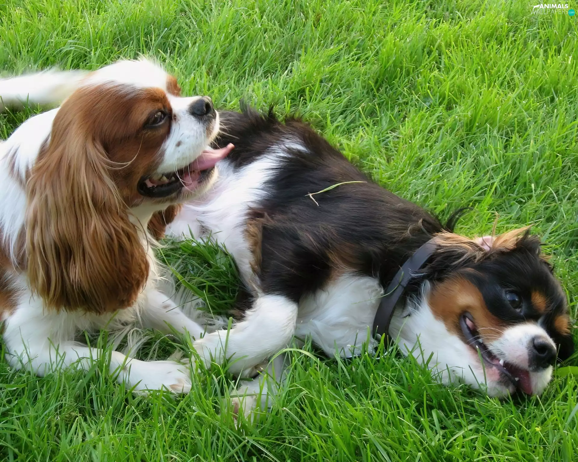 Two cars, Toy Spaniel, grass, puppies
