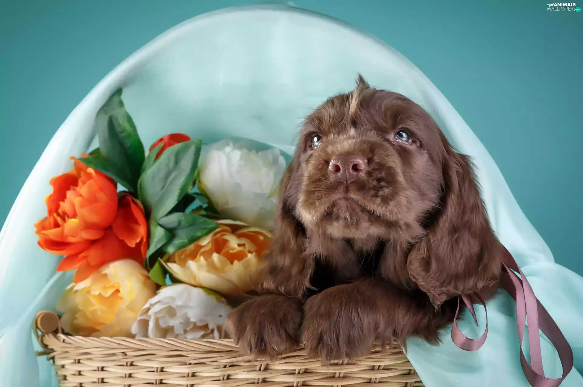 Puppy, Flowers, basket, Spaniel