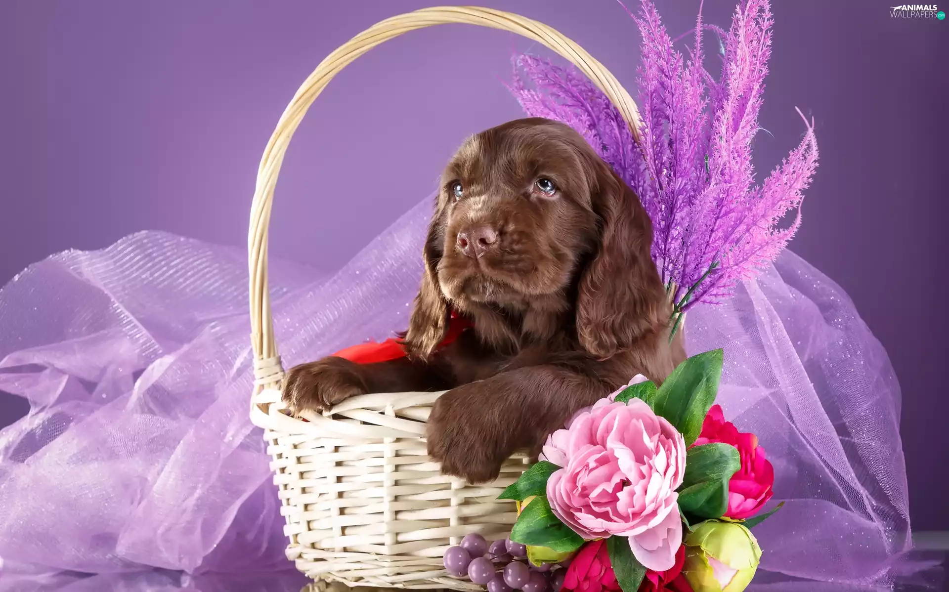 Puppy, basket, Flowers, Spaniel