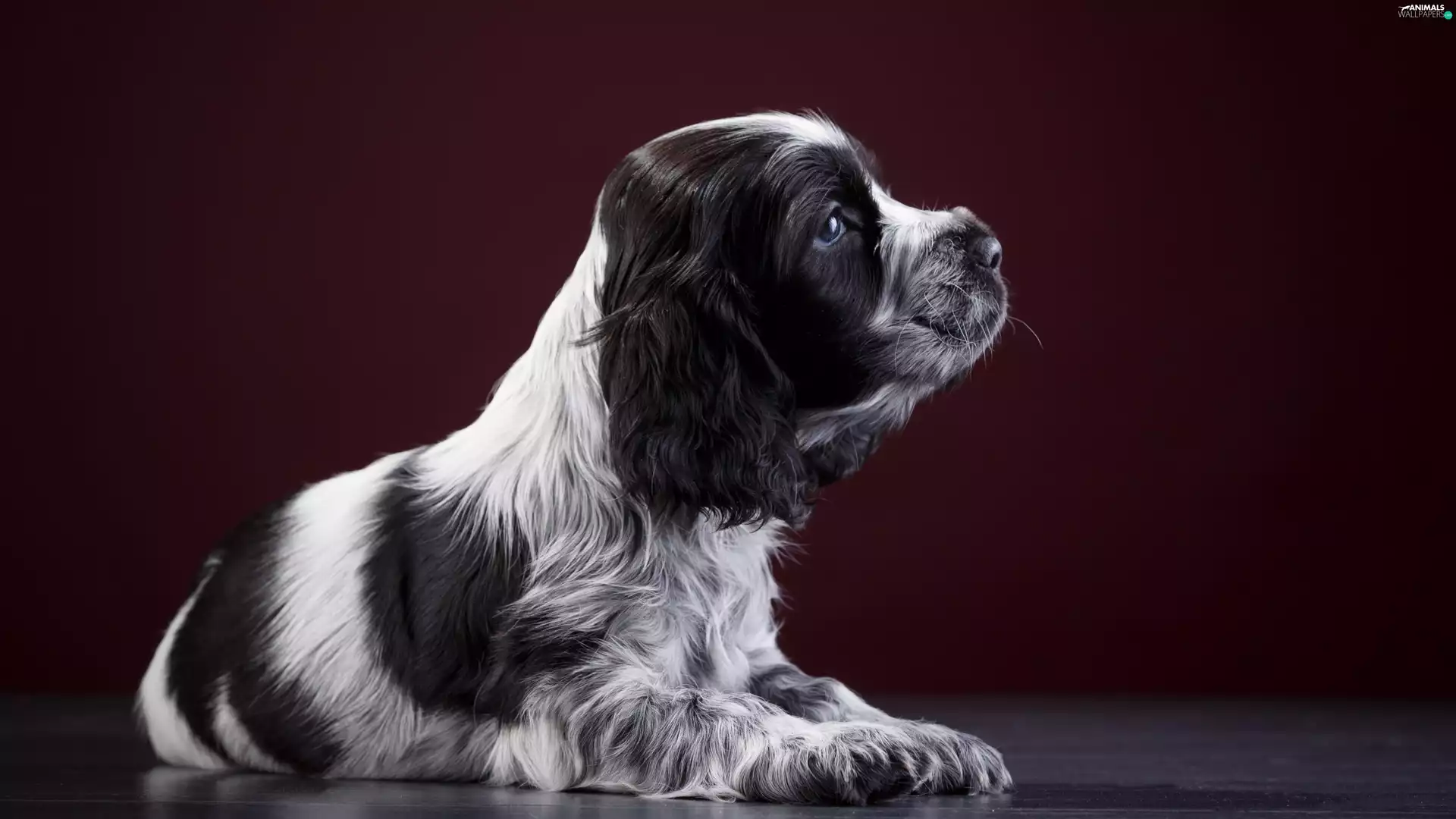 Puppy, English Springer Spaniel