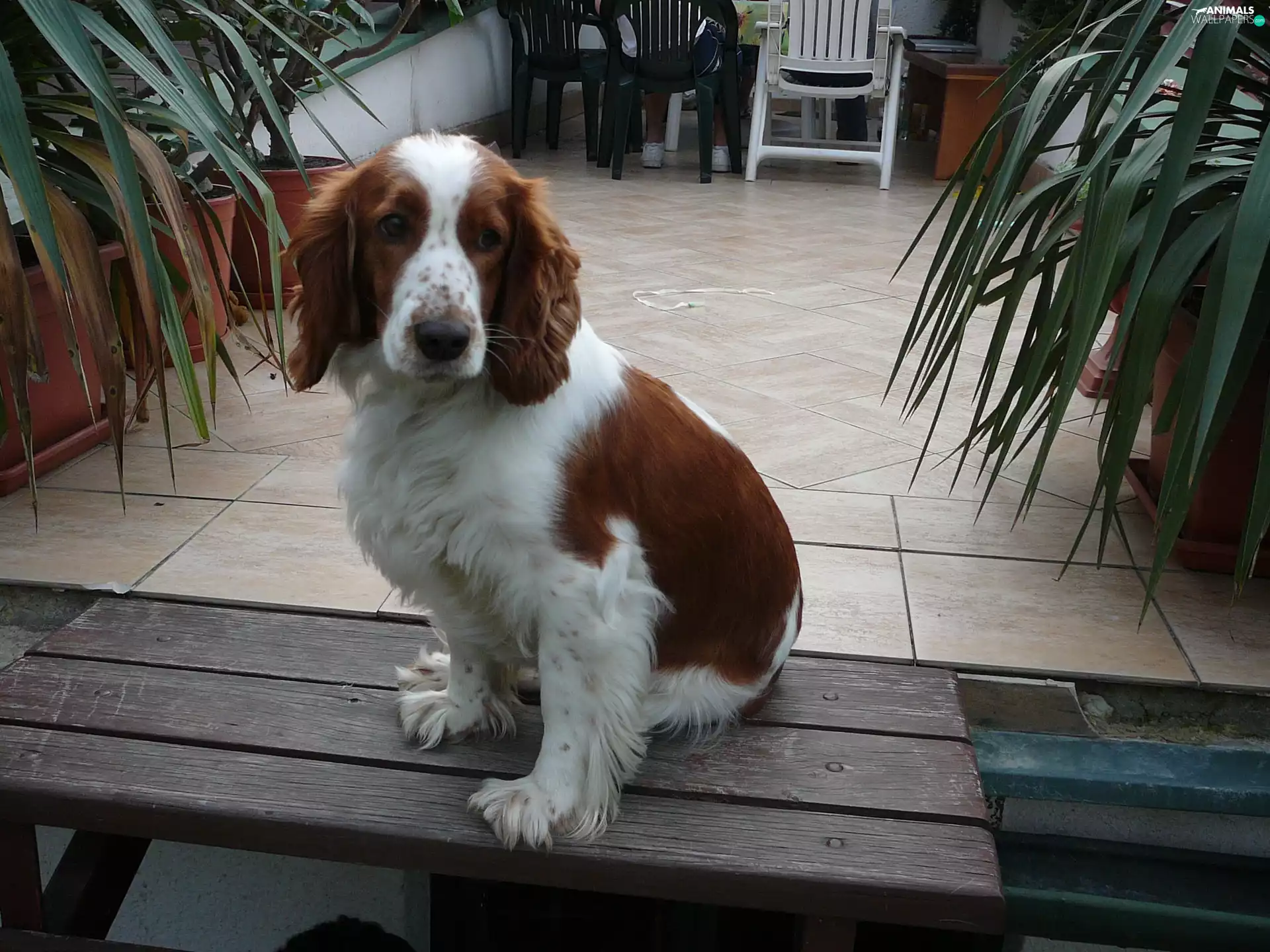 sitter, English Springer Spaniel