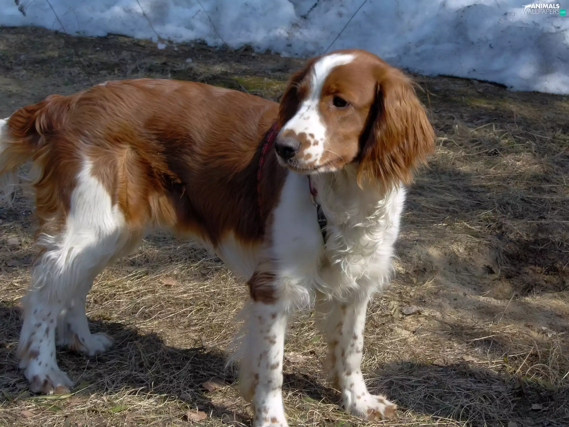 coat, Welsh Springer Spaniel, red-white