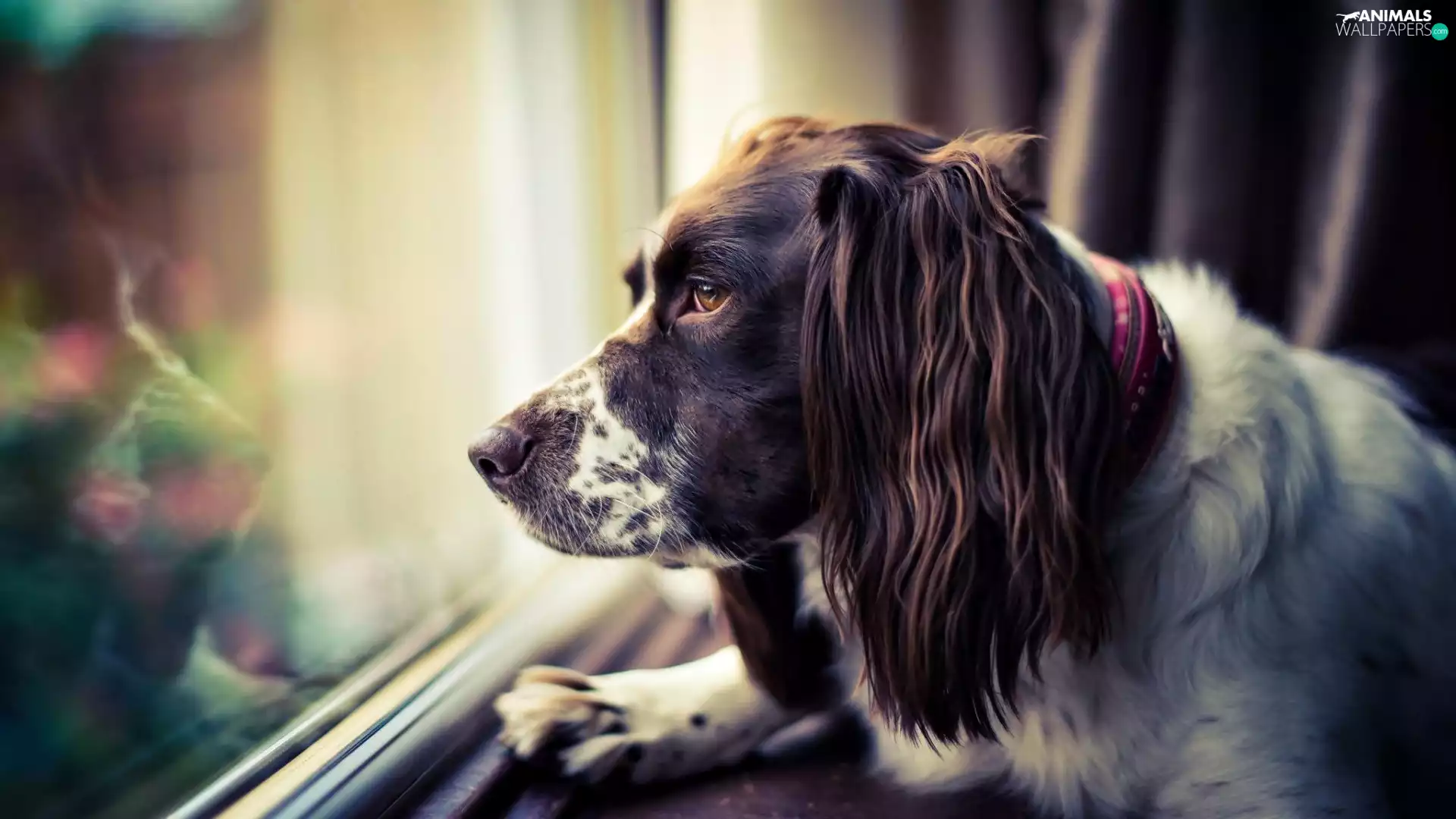 Window, sad, Springer spaniel