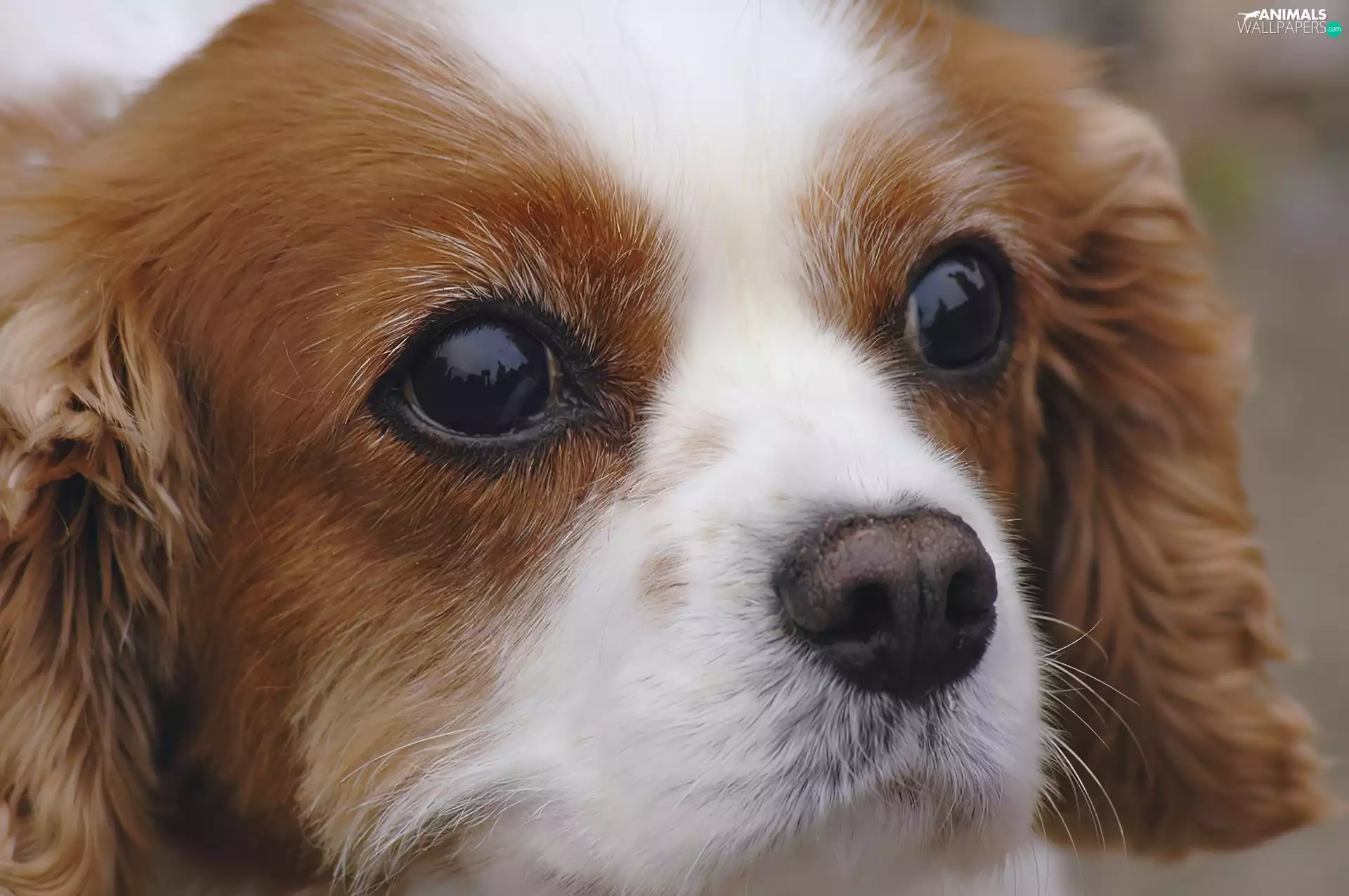 muzzle, King Charles Spaniela