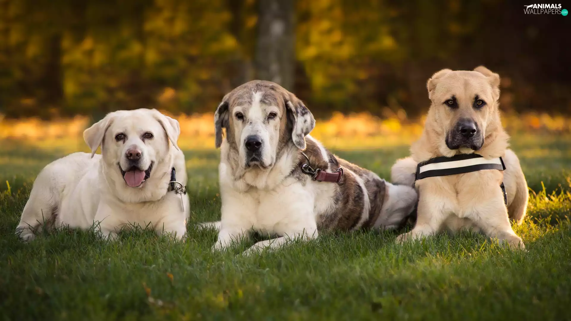 Three, Labrador Retriever, Spanish Mastiff, Dogs