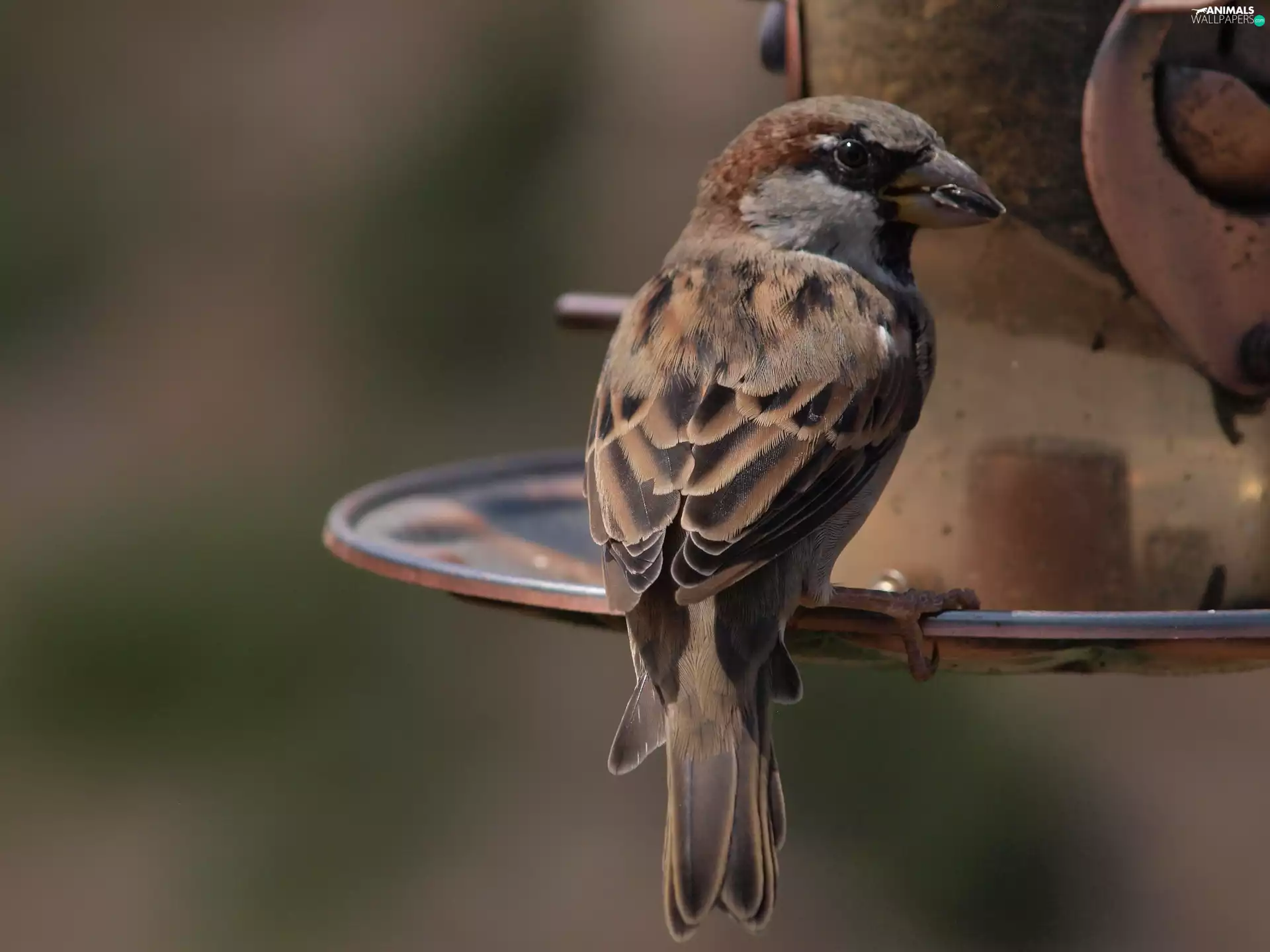 sparrow, Feeder