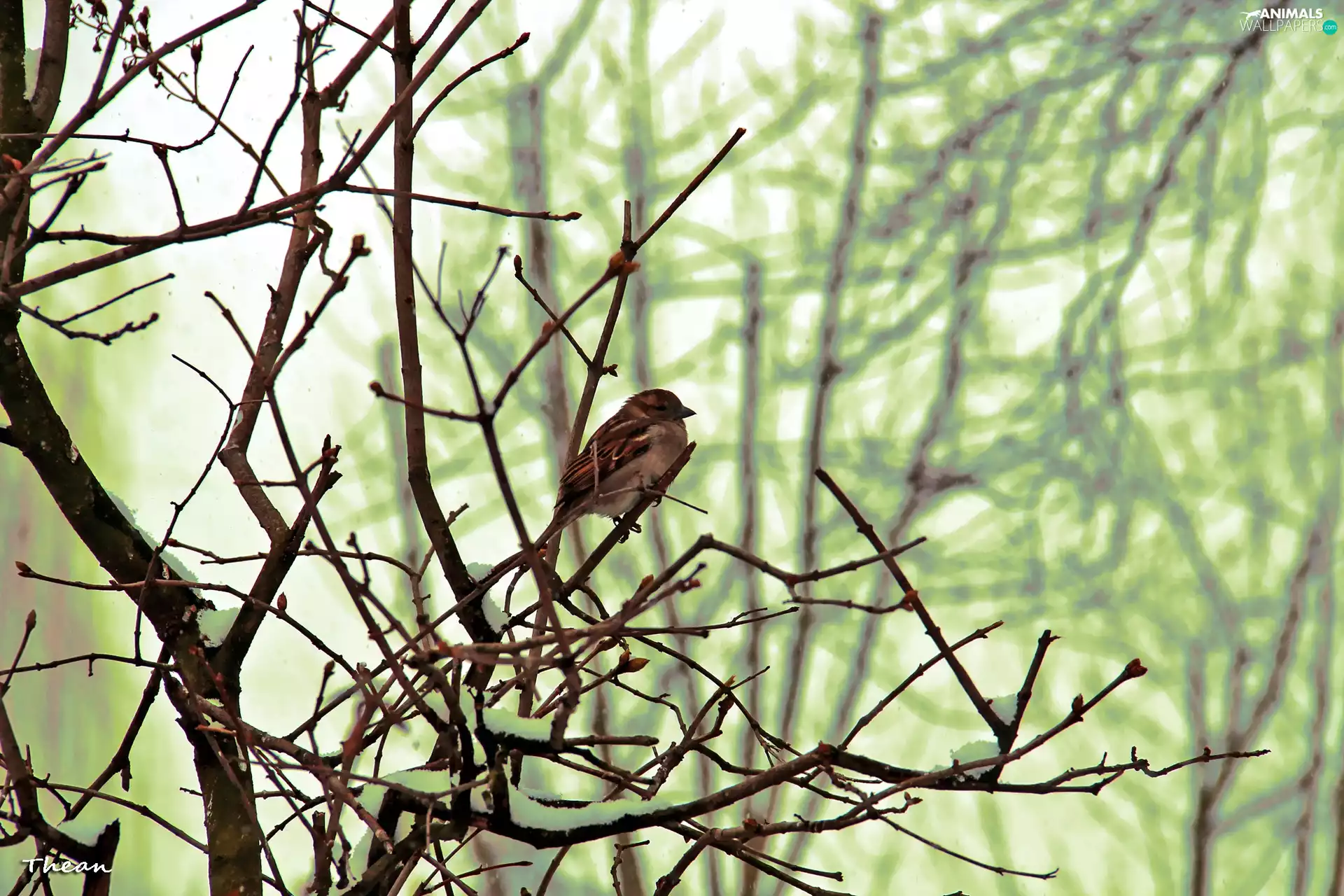 Sparrow, branch pics