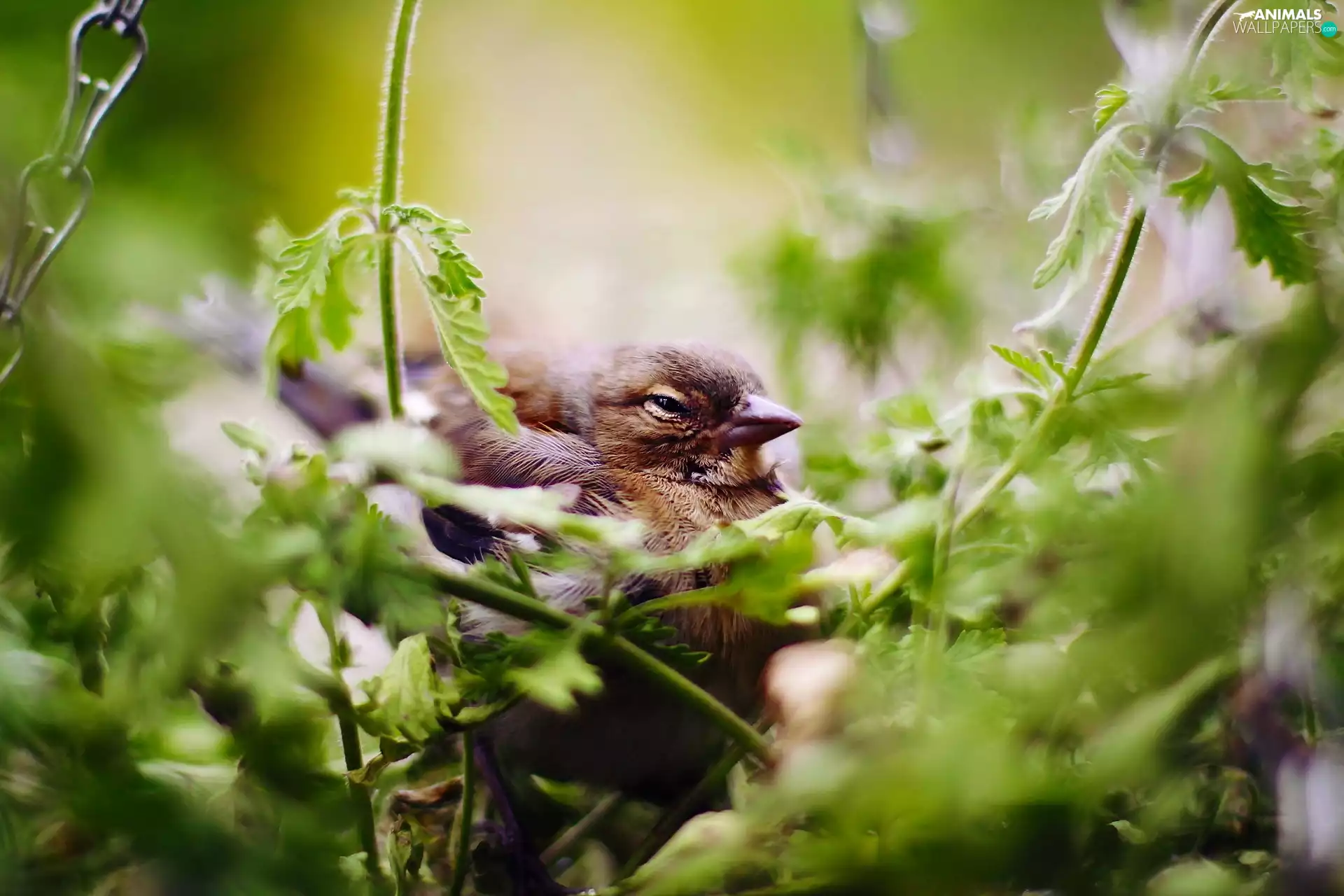 sleepy, Plants, green, Sparrow