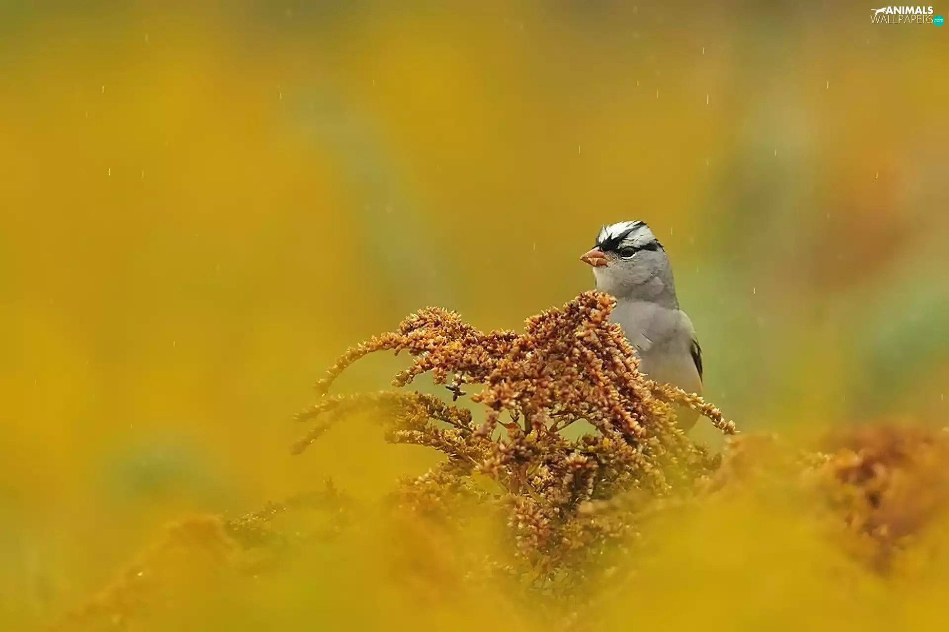 sparrow, Bird, Zonotrichia
