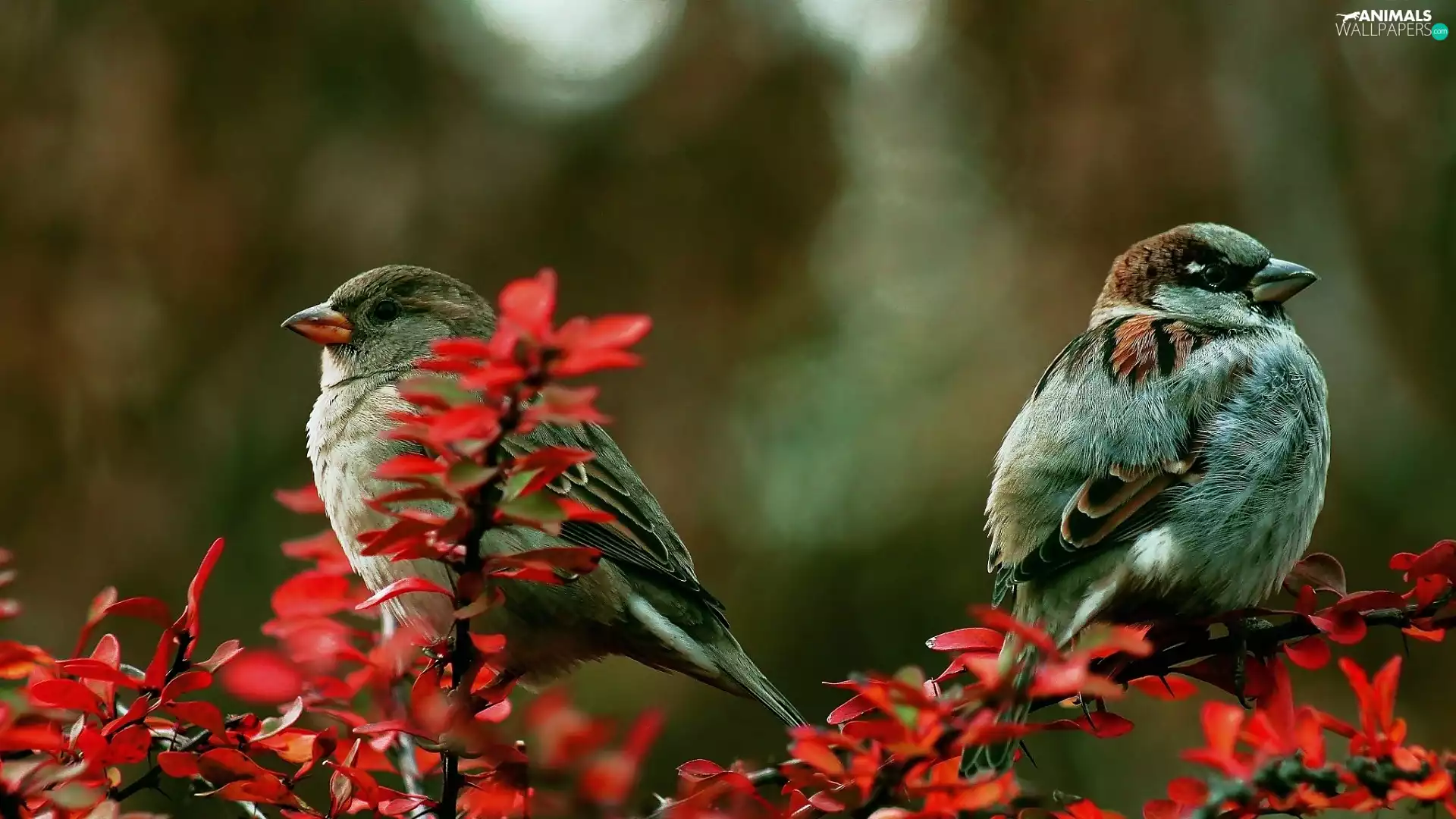 barberry, Two cars, Sparrows