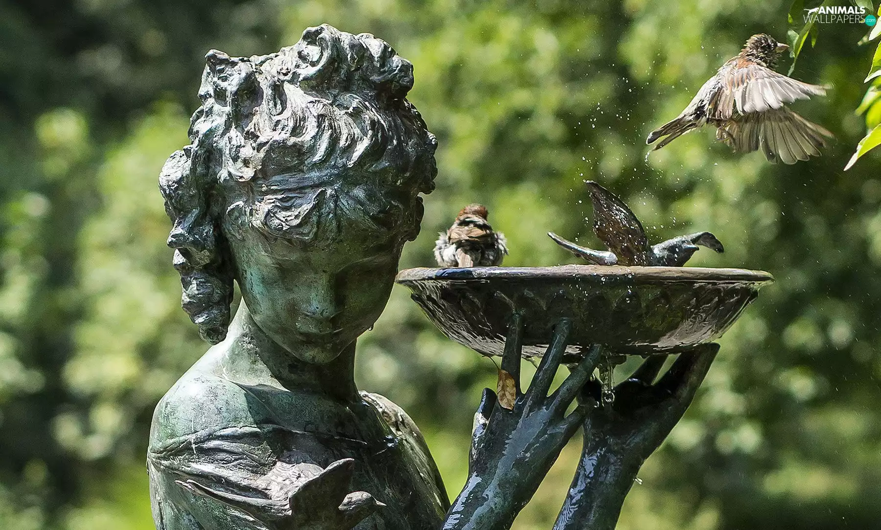 Statue monument, Sparrows, sparrows, drinking fountain