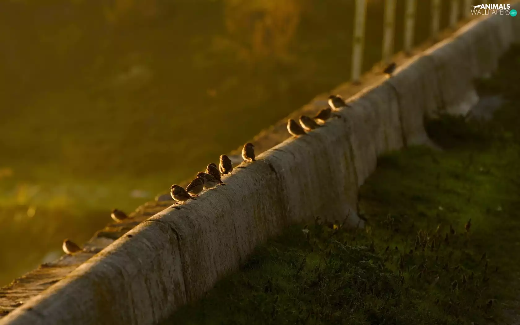 Sparrows, Great Sunsets