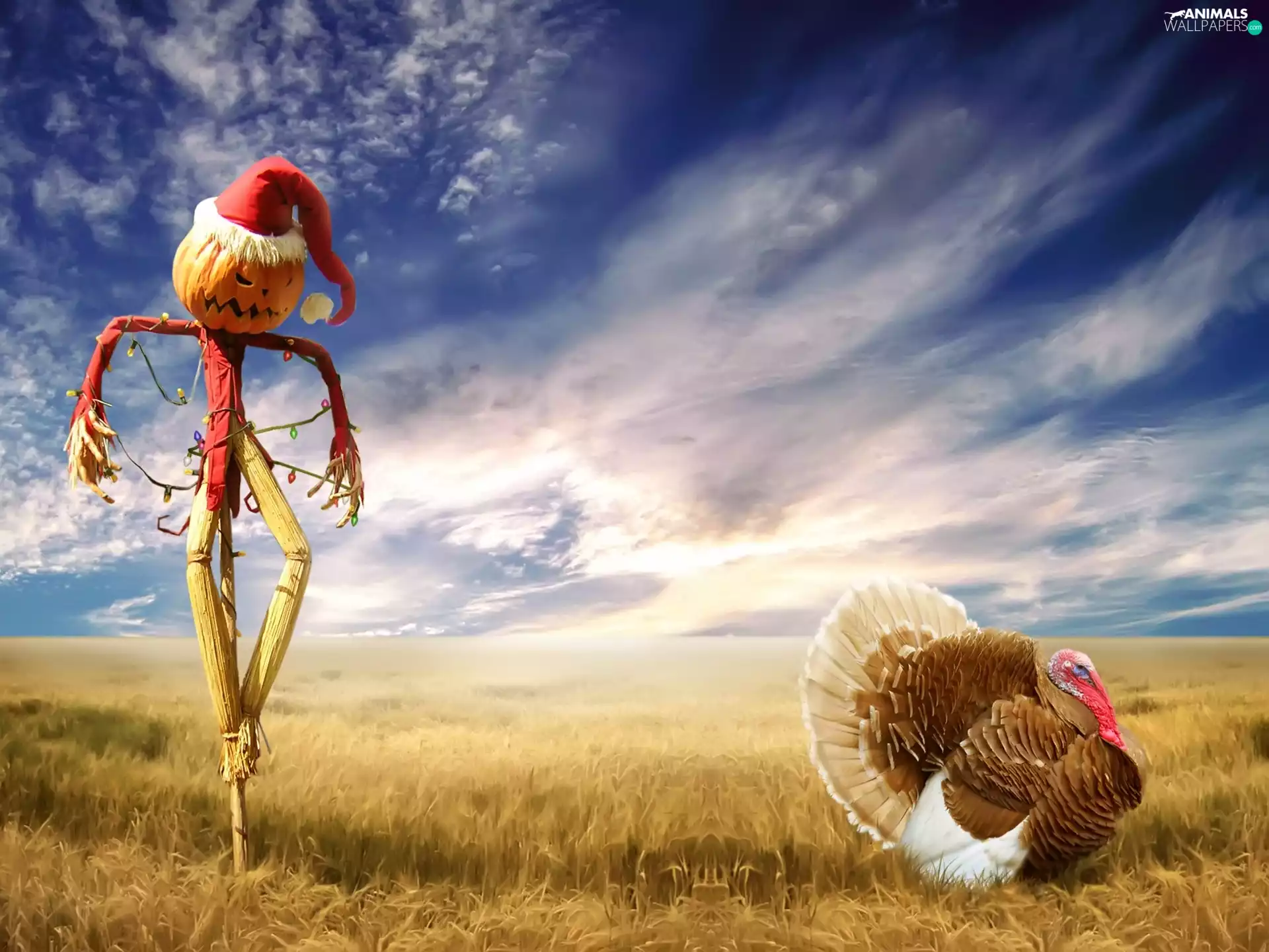 an, Sparrows, turkey, fear, clouds