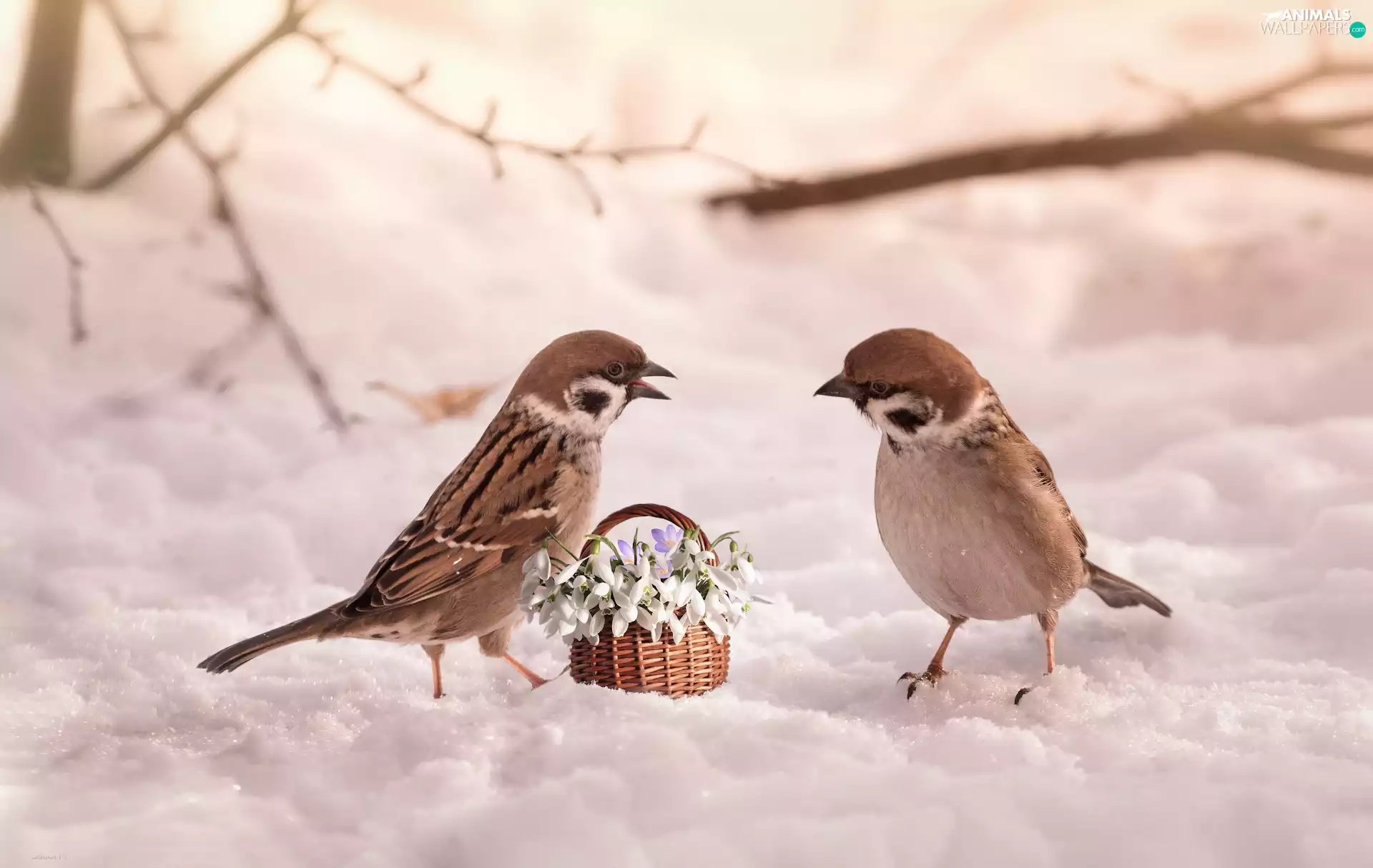 Sparrows, Flowers, snow, snowdrops, winter, birds, Two cars, basket