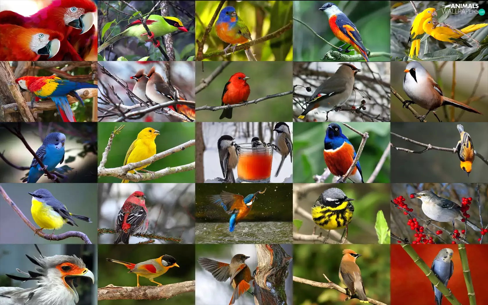 Species, birds, Rosen