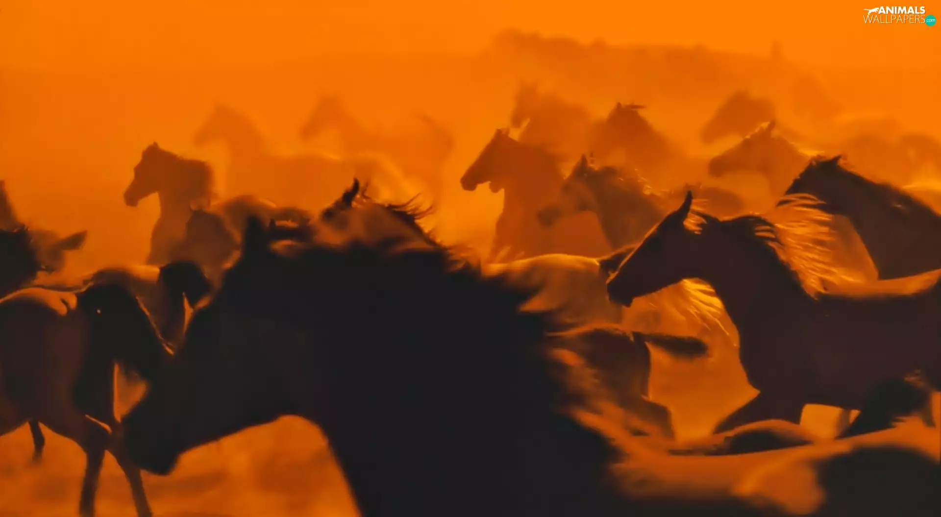 speeding, bloodstock