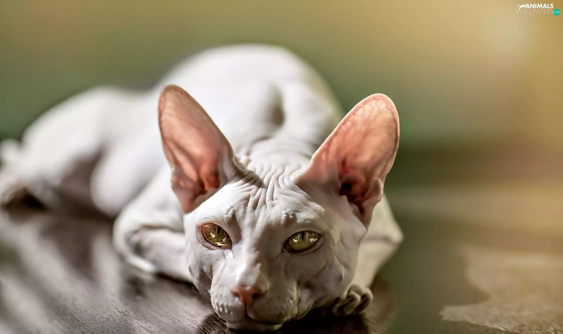 cat, mouth, Eyes, sphinx