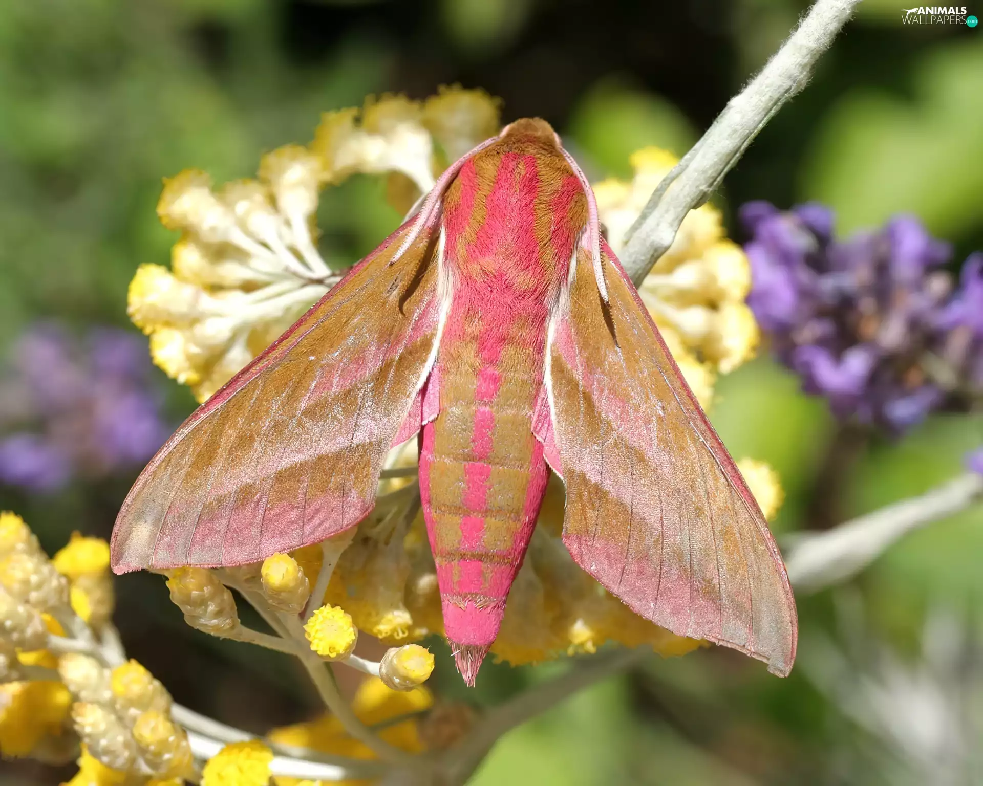 butterfly, Sphinx, Flowers, Pink, Wildflowers