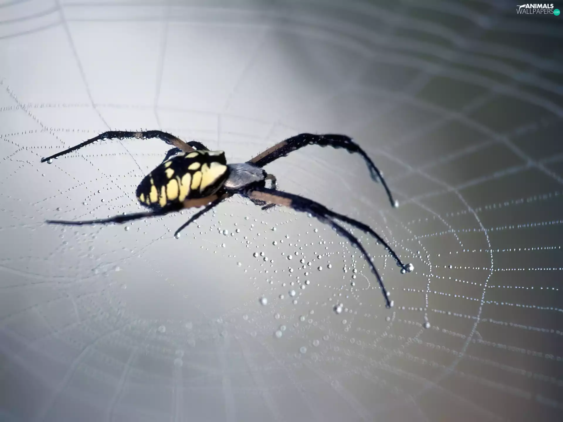 Spider, Argiope