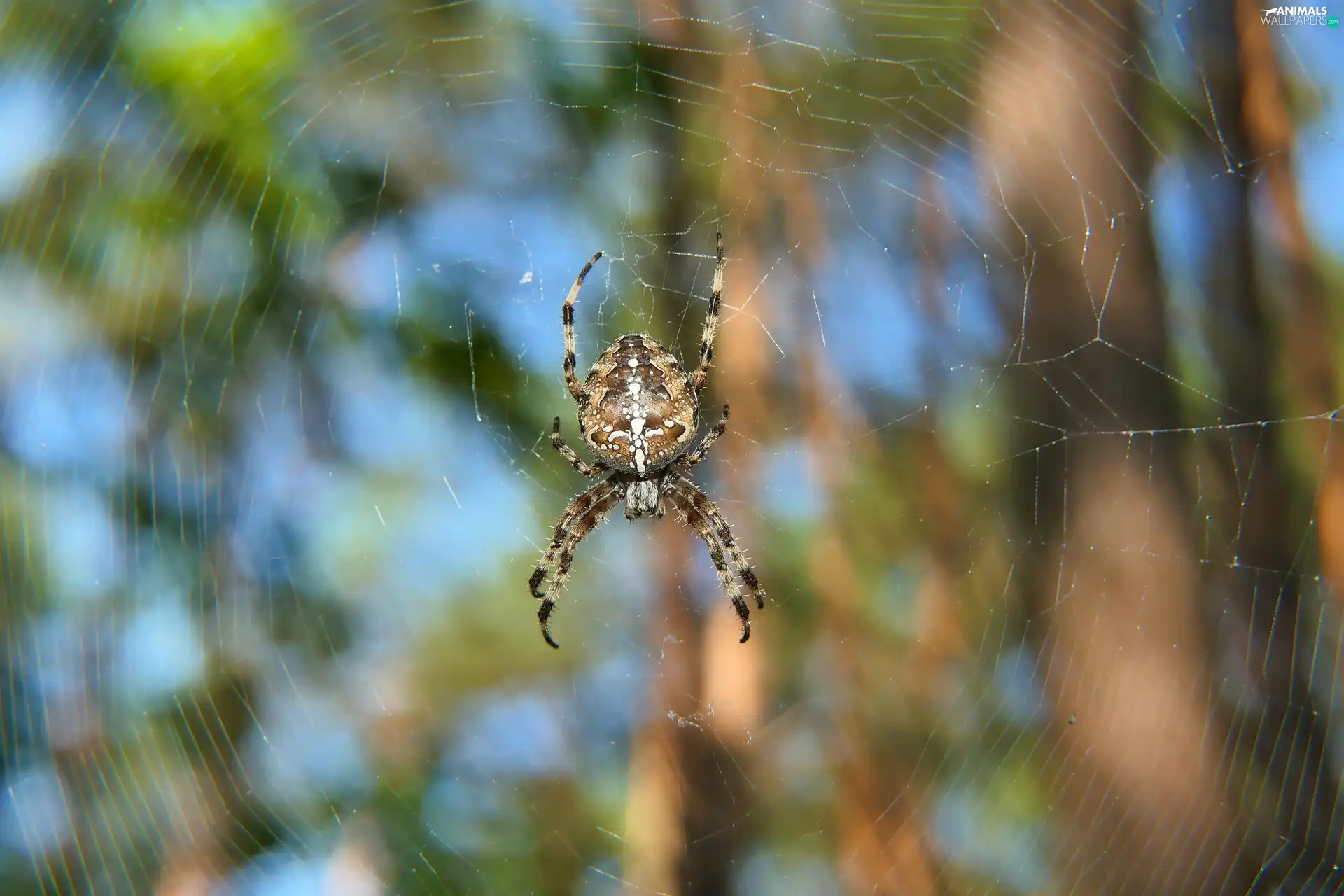 female, Spider, Garden Spider