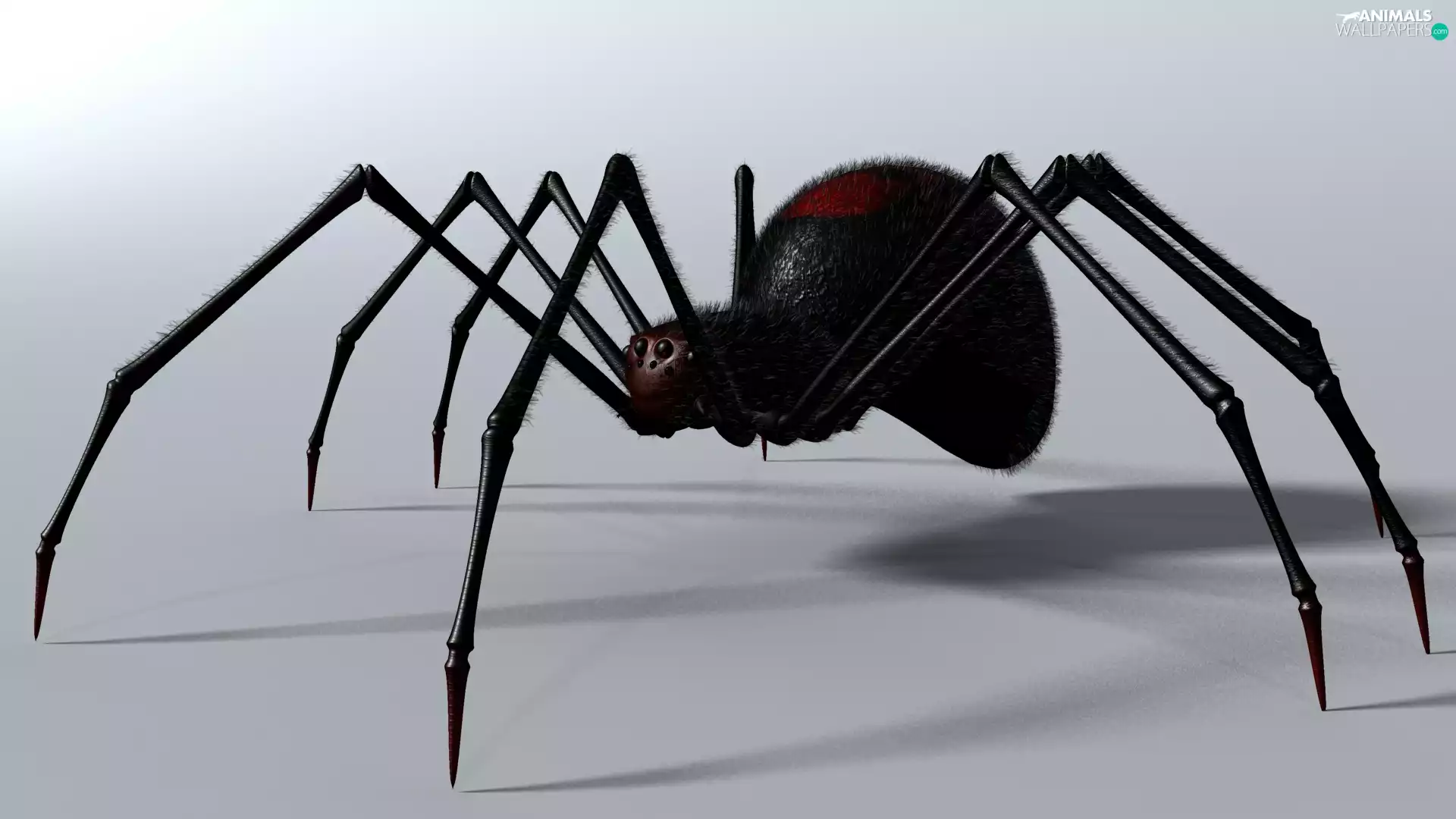 Spider, 3D Graphics