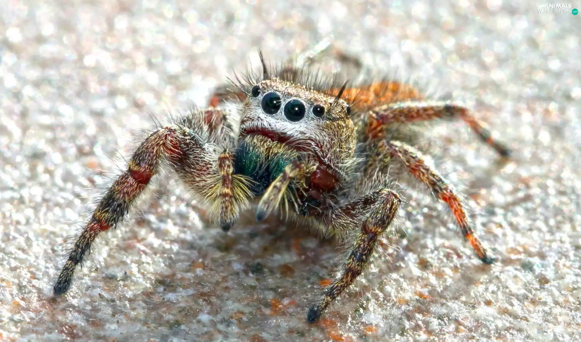 Spider, Zebra Jumper