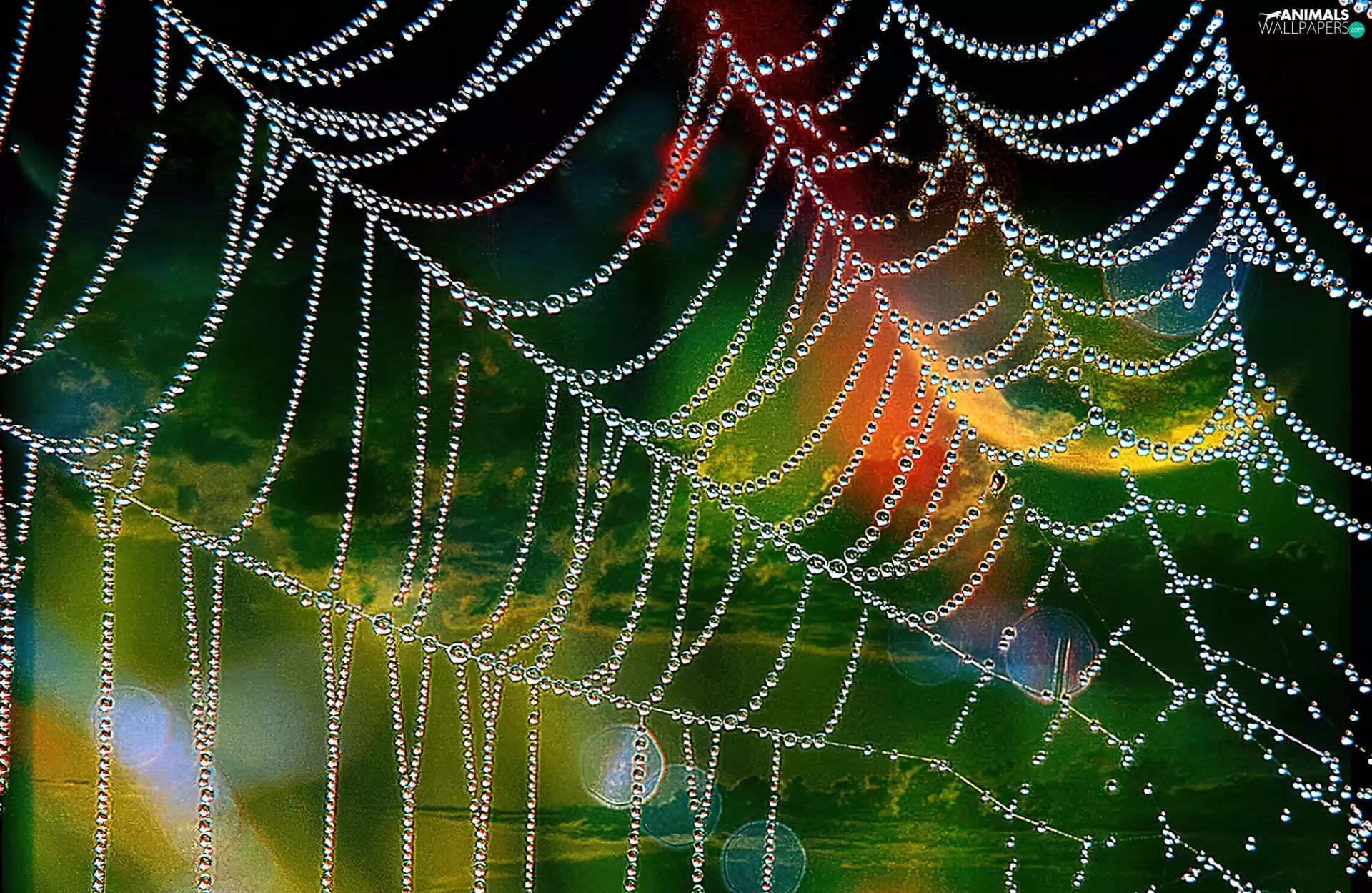 net, drops, Rosy, Spider