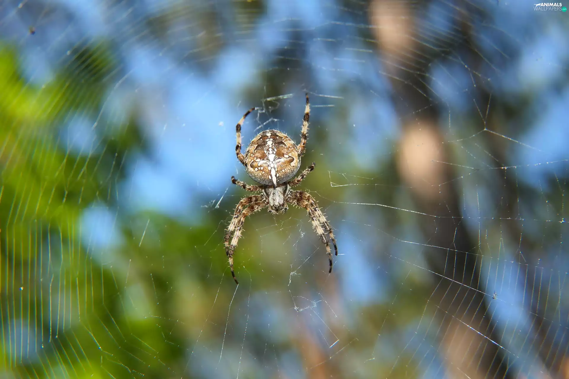 Garden Spider, Spider, Web, female